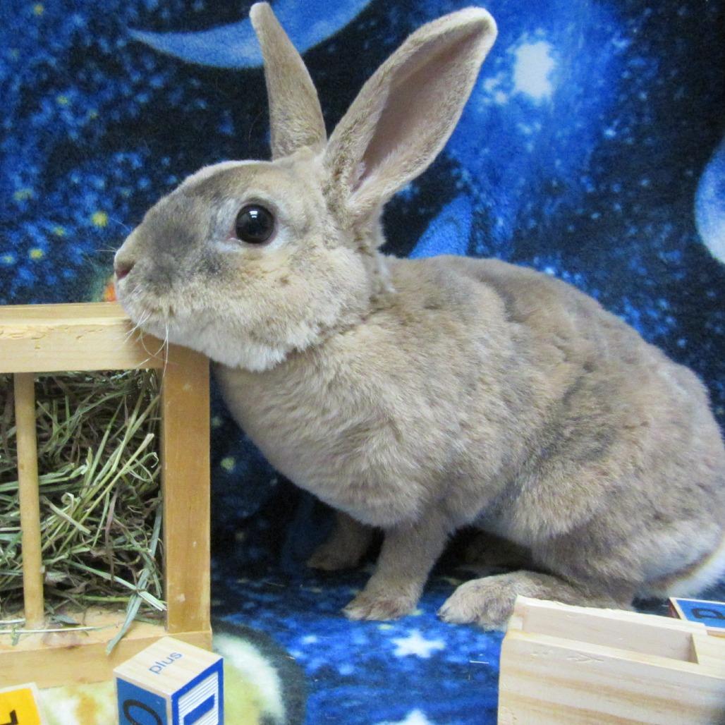 Enlarge Kiwi, a Adoptable mixed breed in Newport, PA image 1/4