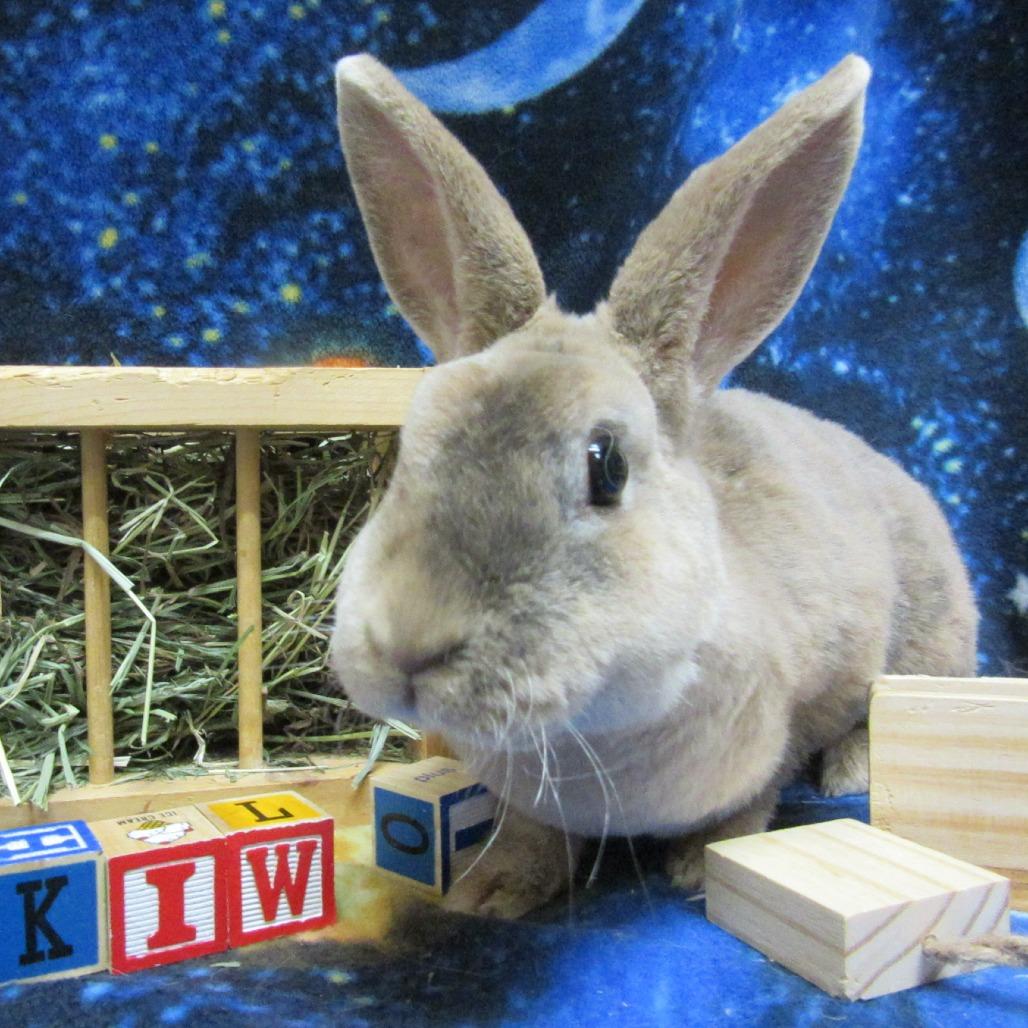 Enlarge Kiwi, a Adoptable mixed breed in Newport, PA image 2/4