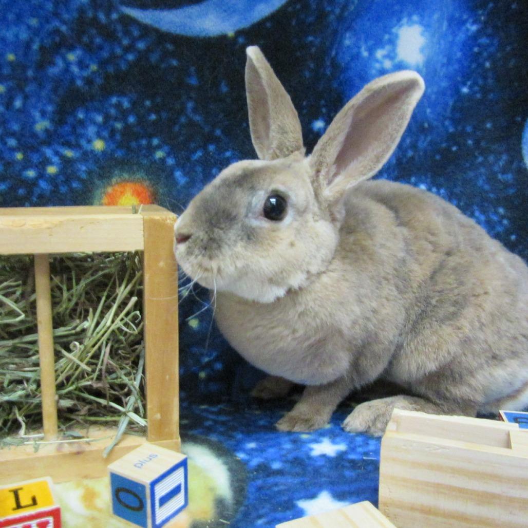 Enlarge Kiwi, a Adoptable mixed breed in Newport, PA image 3/4