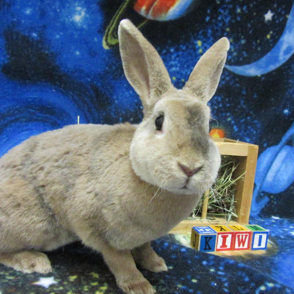 Enlarge Kiwi, a Adoptable mixed breed in Newport, PA image 4/4