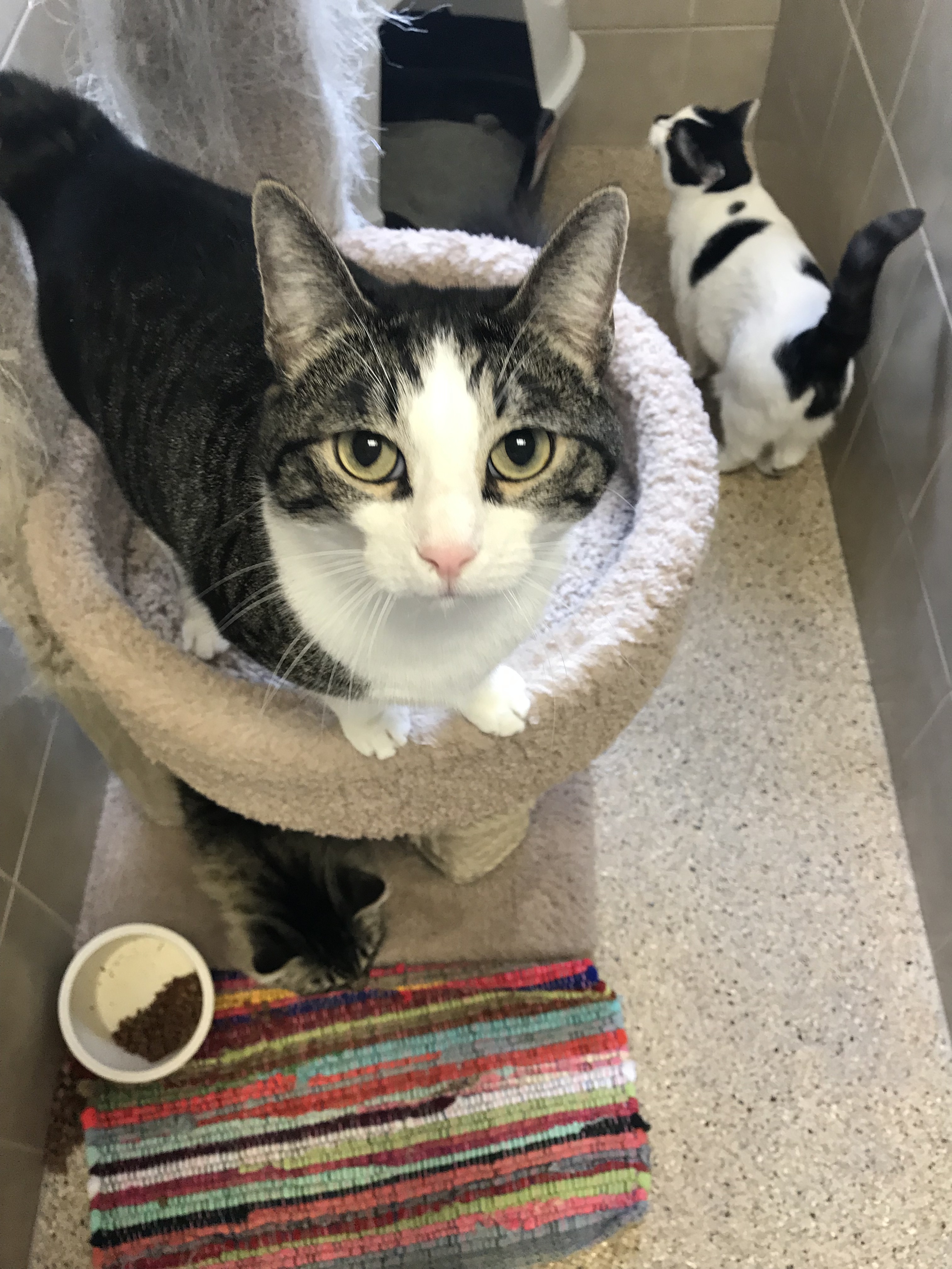 Venus, a Adoptable Domestic Short Hair in Kerrville, TX image 1/2