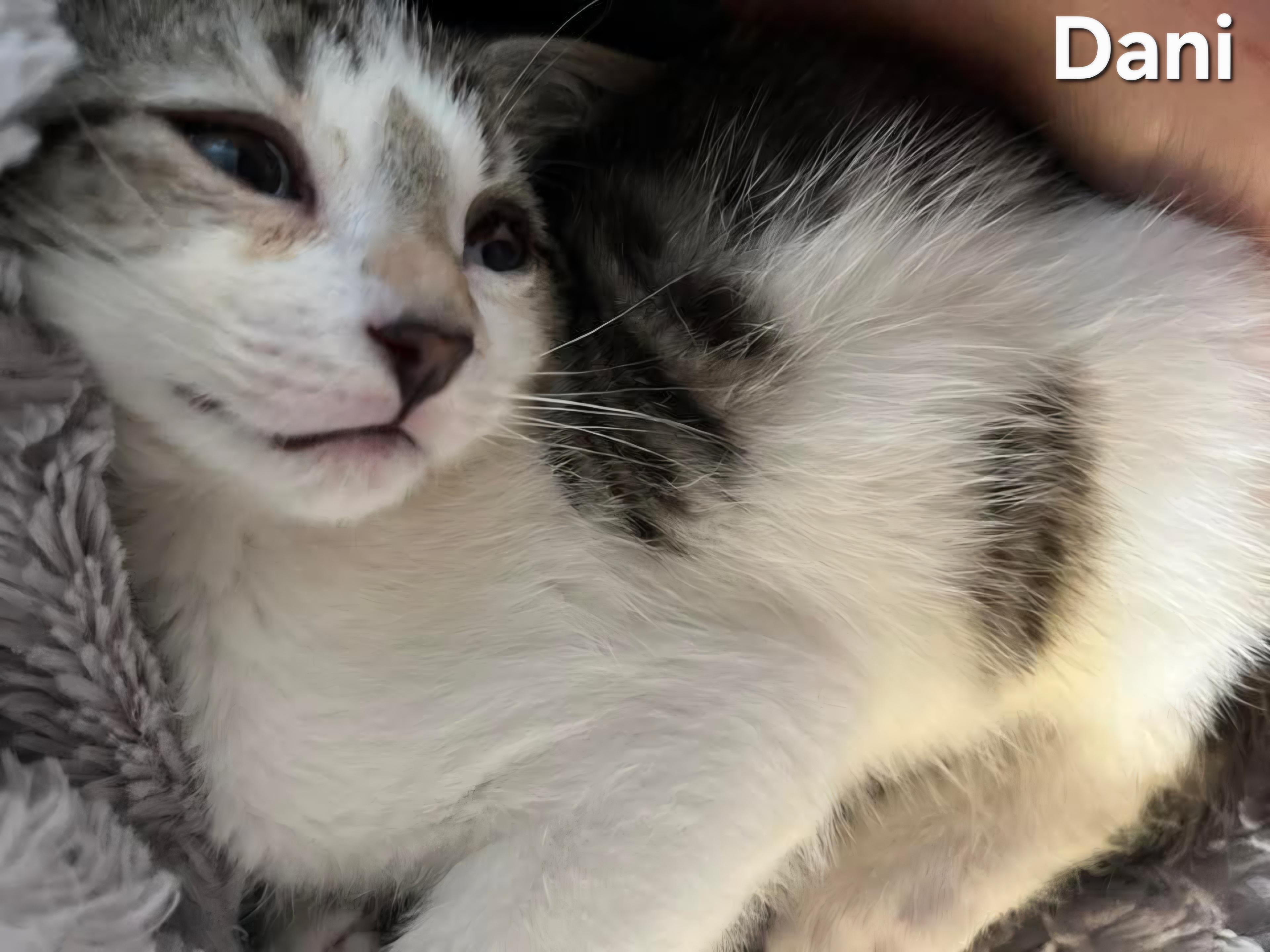 Dani, ADOPTABLE, Kitten Female Domestic Short Hair.