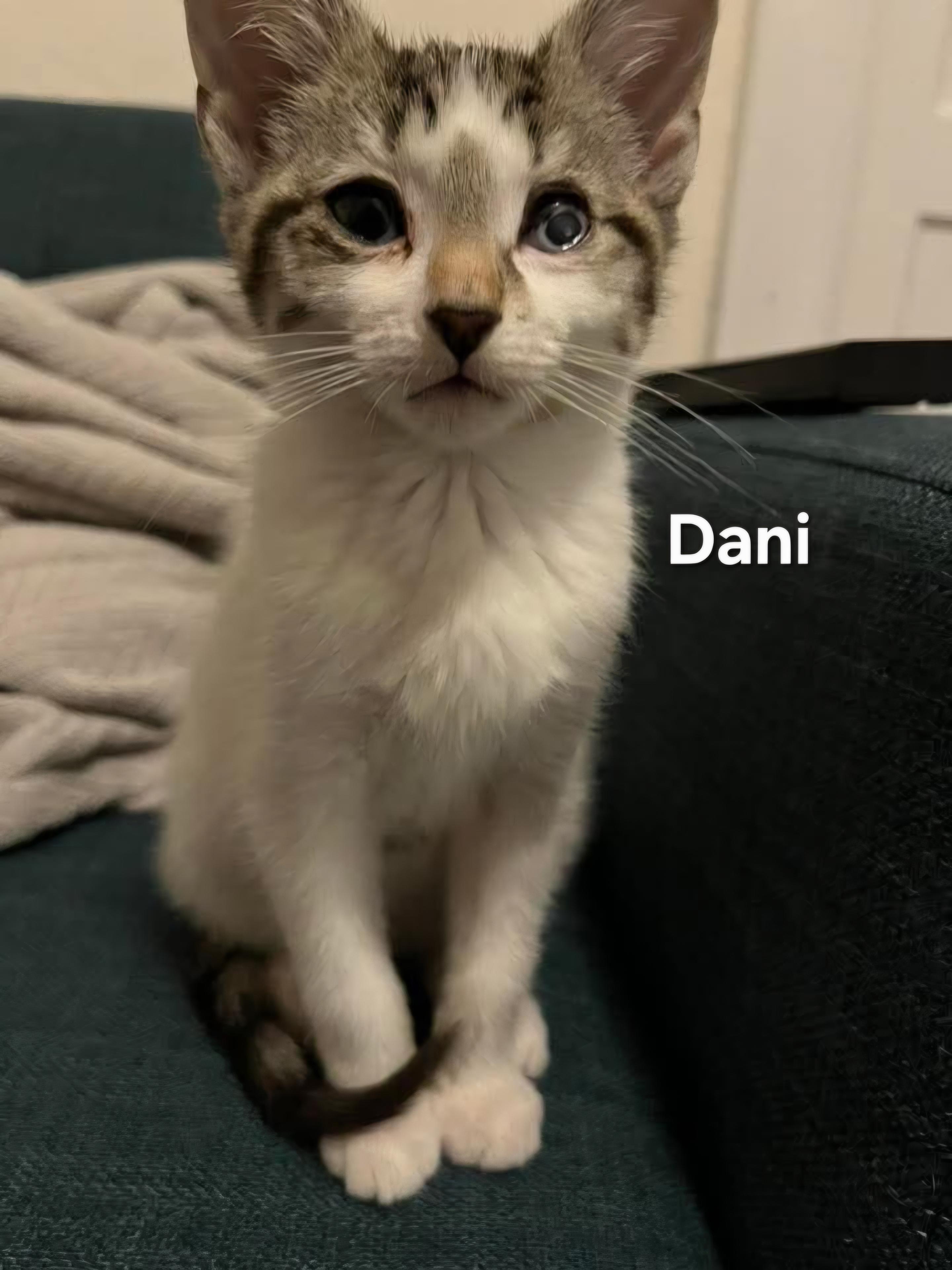 Enlarge Dani, a ADOPTABLE Domestic Short Hair in Chicopee, MA image 2/2