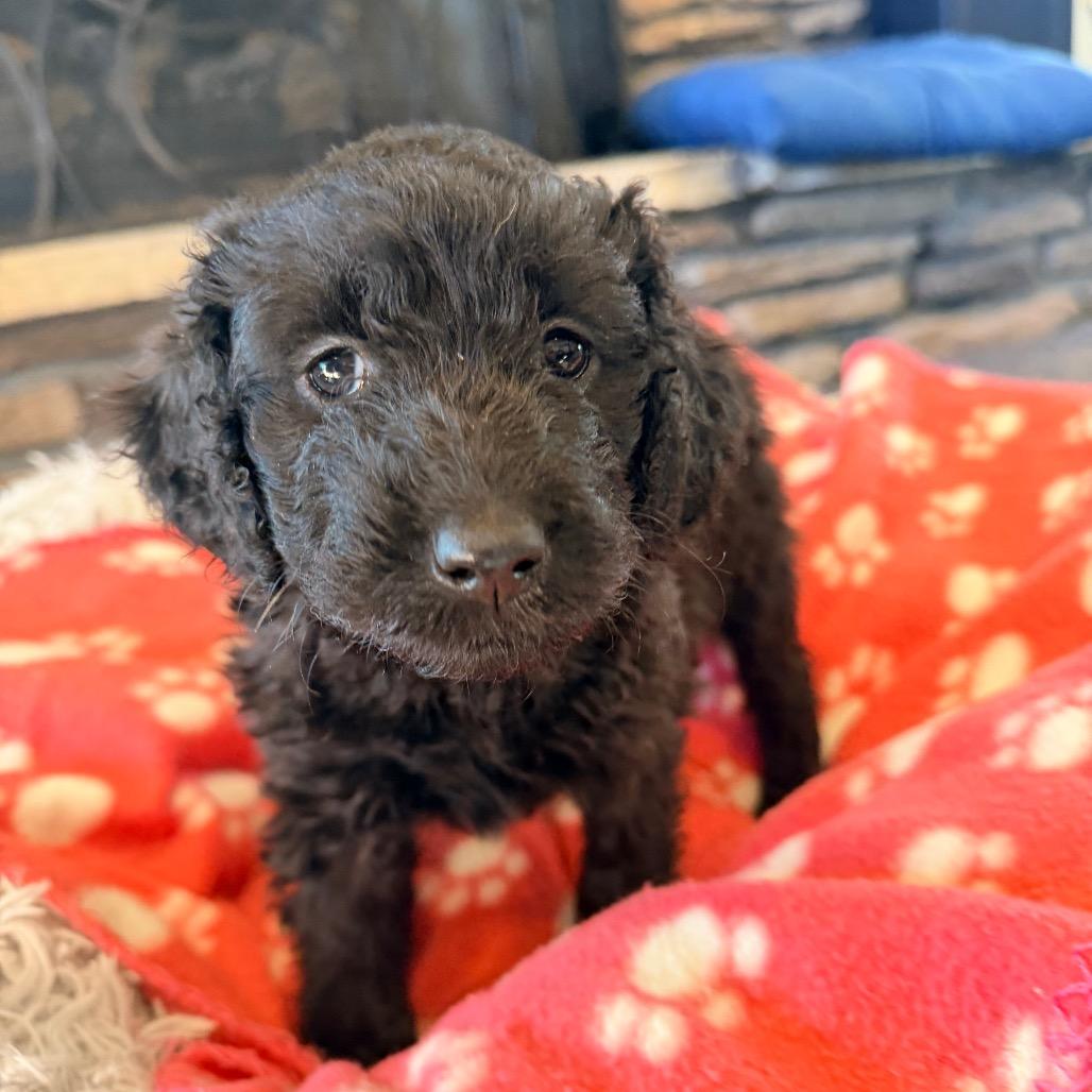 Joy(Christmas Crew), Adoptable, Puppy Female Poodle & Labrador Retriever.