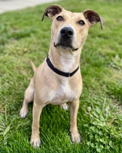 Sandra Dee, a Adoptable mixed breed in Washington, DC image 1/3