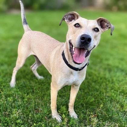Sandra Dee, a Adoptable mixed breed in Washington, DC image 2/3