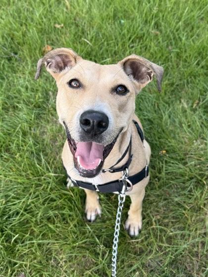 Sandra Dee, a Adoptable mixed breed in Washington, DC image 3/3