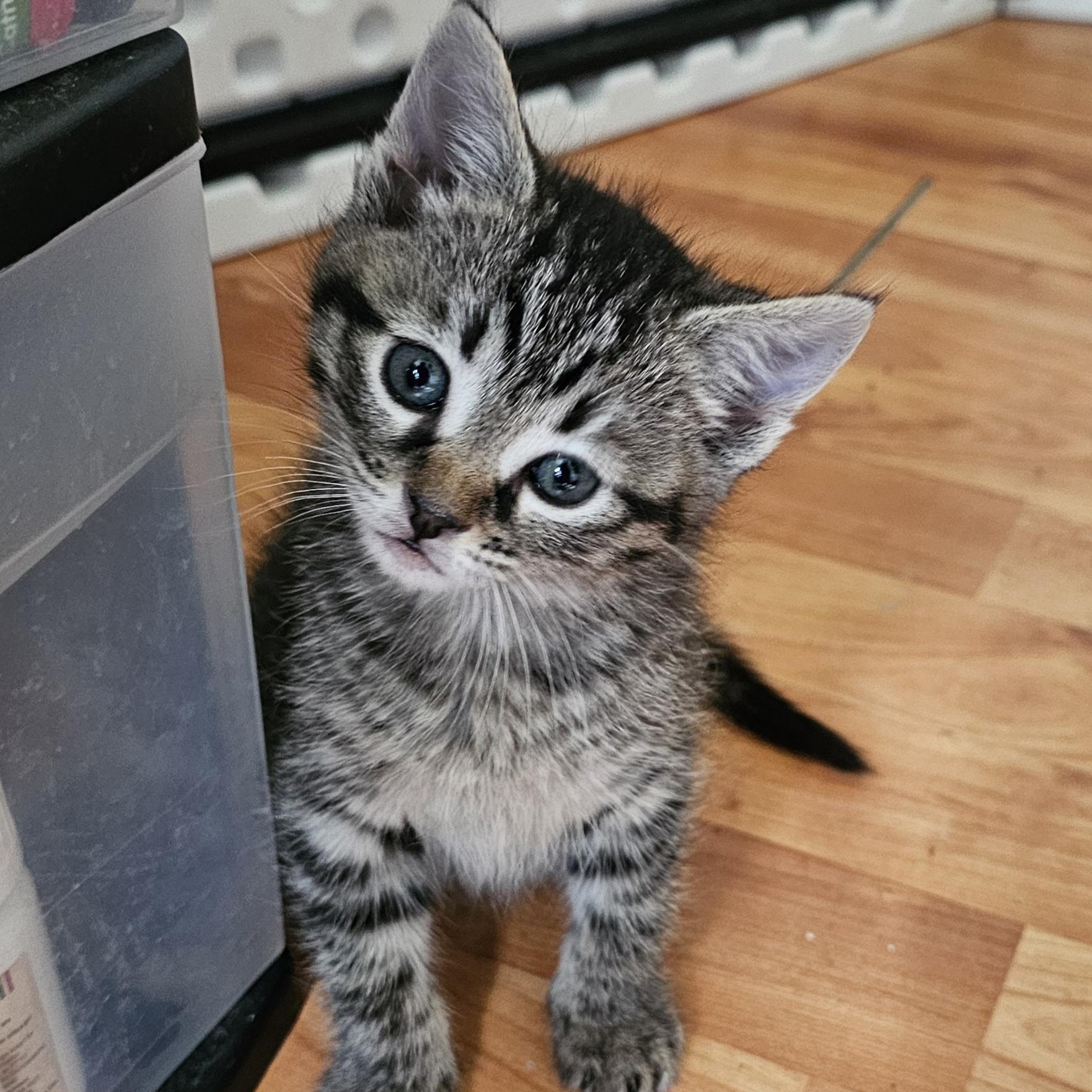 Trinity, ADOPTABLE, Kitten Female Domestic Short Hair.