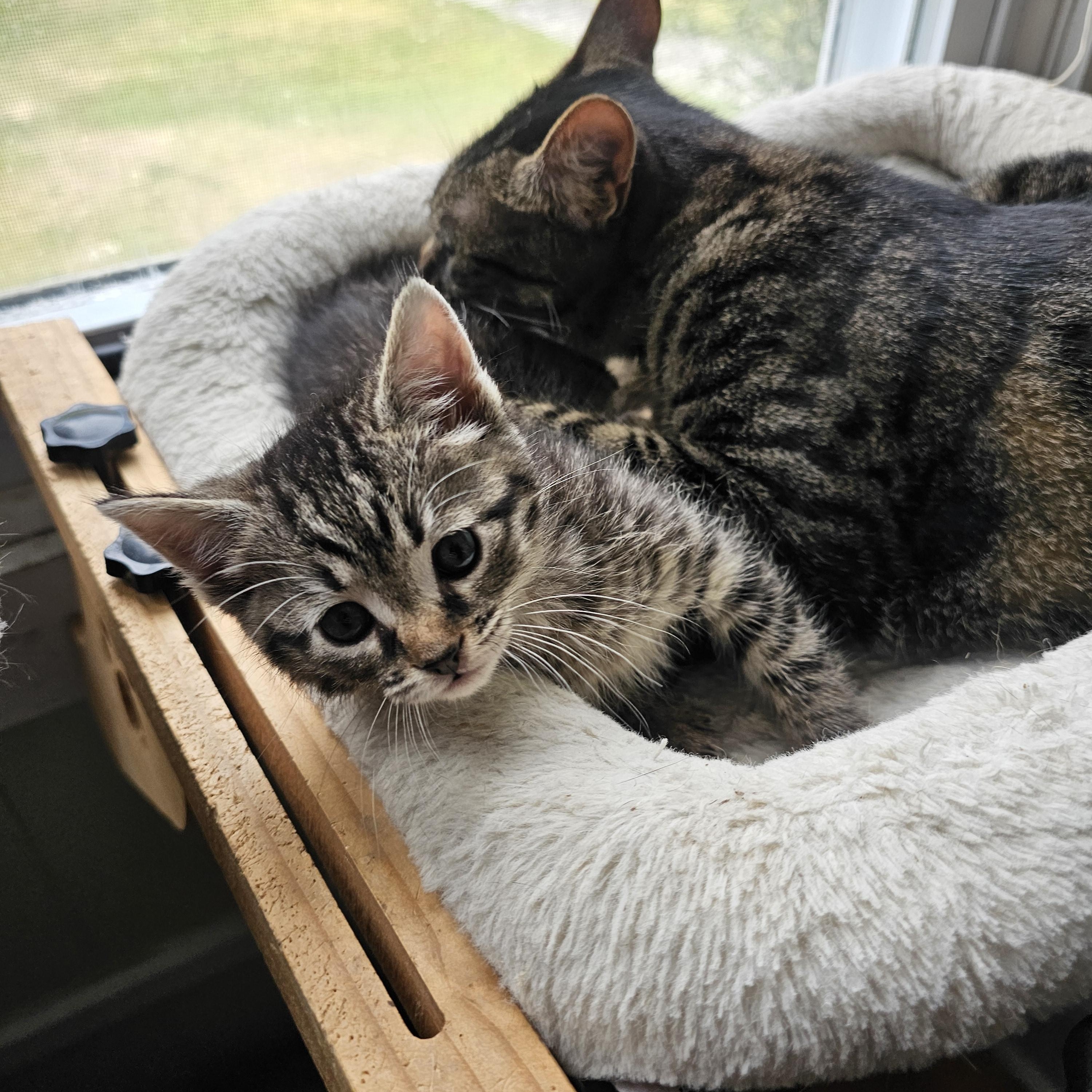 Enlarge Trinity, a ADOPTABLE Domestic Short Hair in Lumberton, NC image 3/3