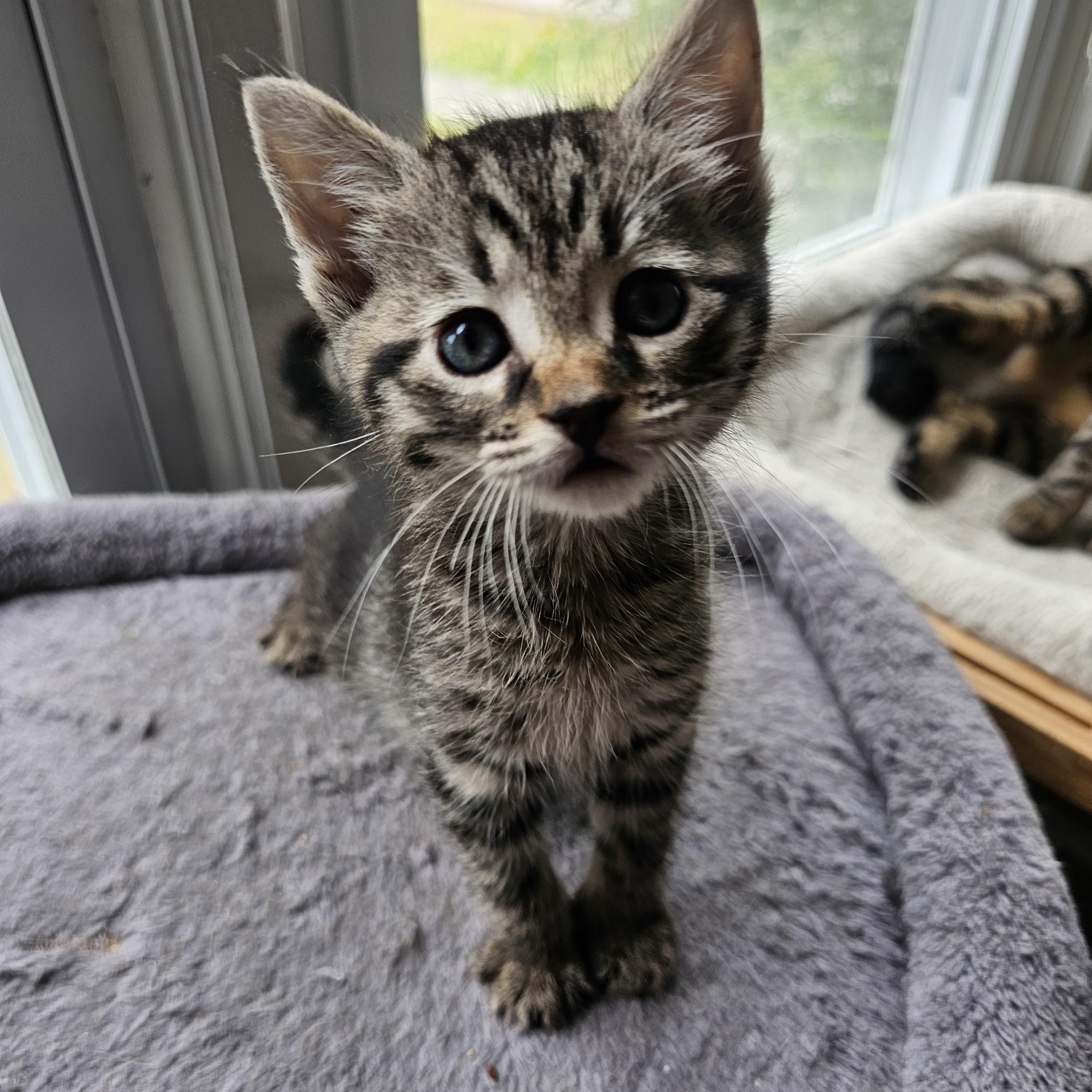 Enlarge Trinity, a ADOPTABLE Domestic Short Hair in Lumberton, NC image 2/3