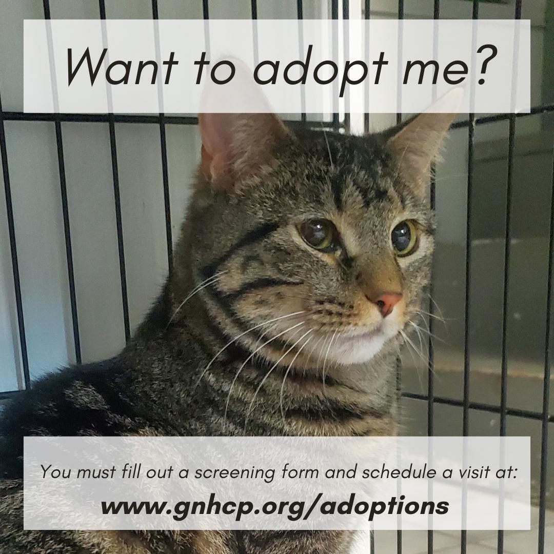 Jay, a Adoptable Domestic Short Hair in New Haven, CT image 4/4