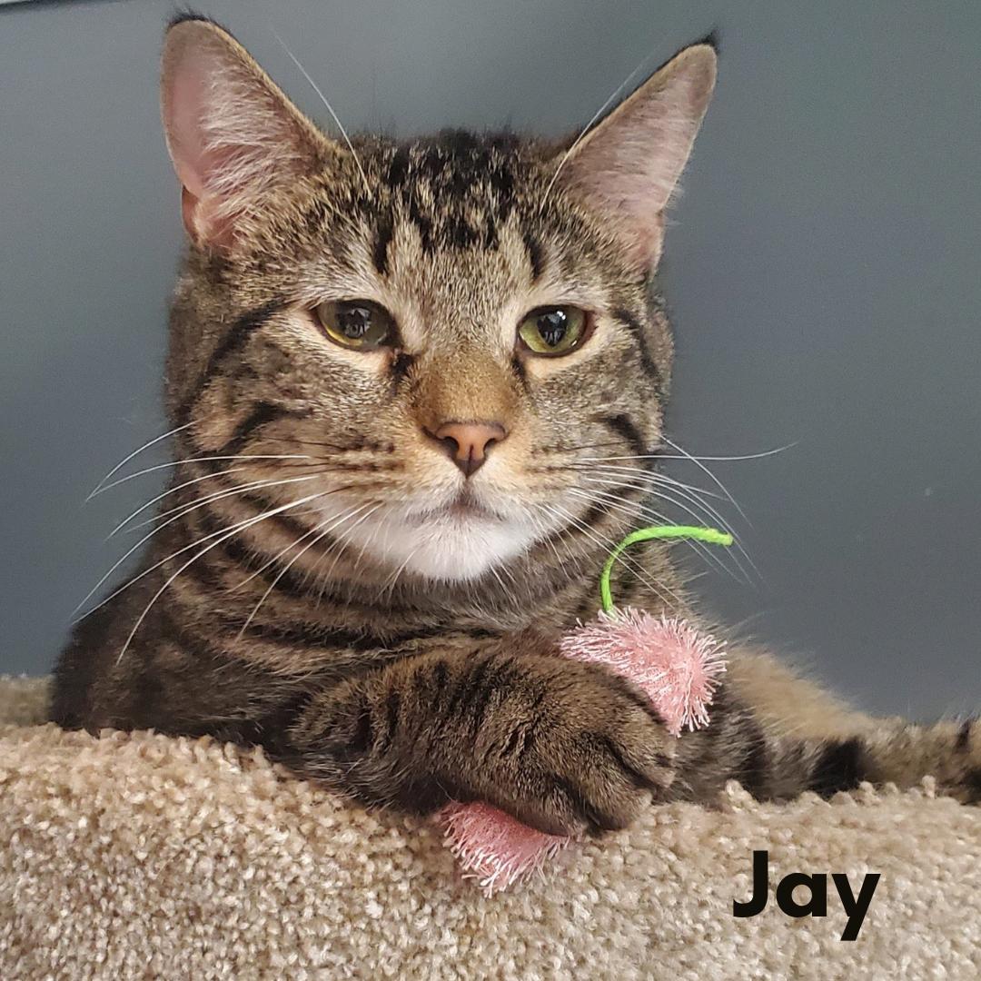 Jay, a Adoptable Domestic Short Hair in New Haven, CT image 1/4
