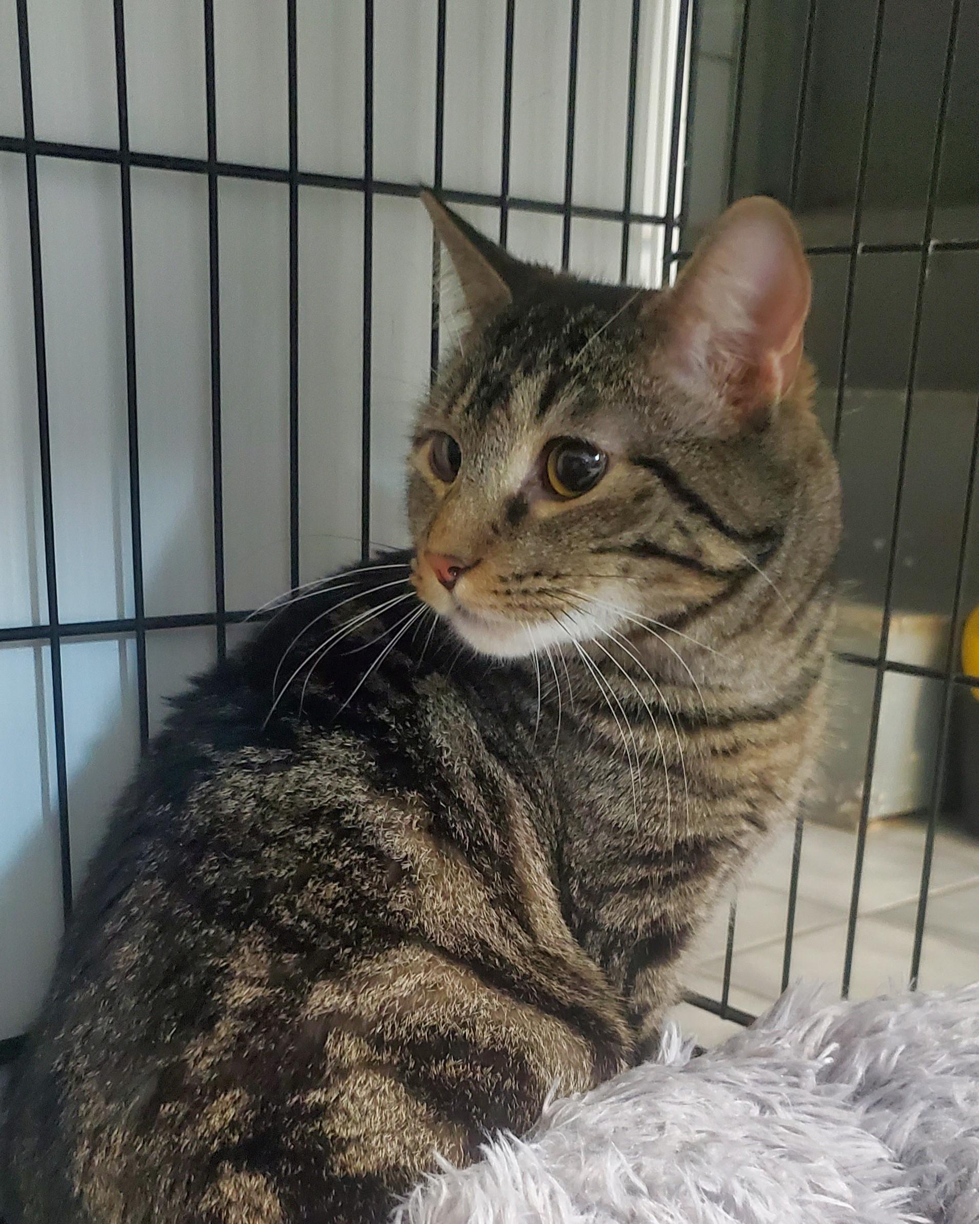 Jay, a Adoptable Domestic Short Hair in New Haven, CT image 3/4