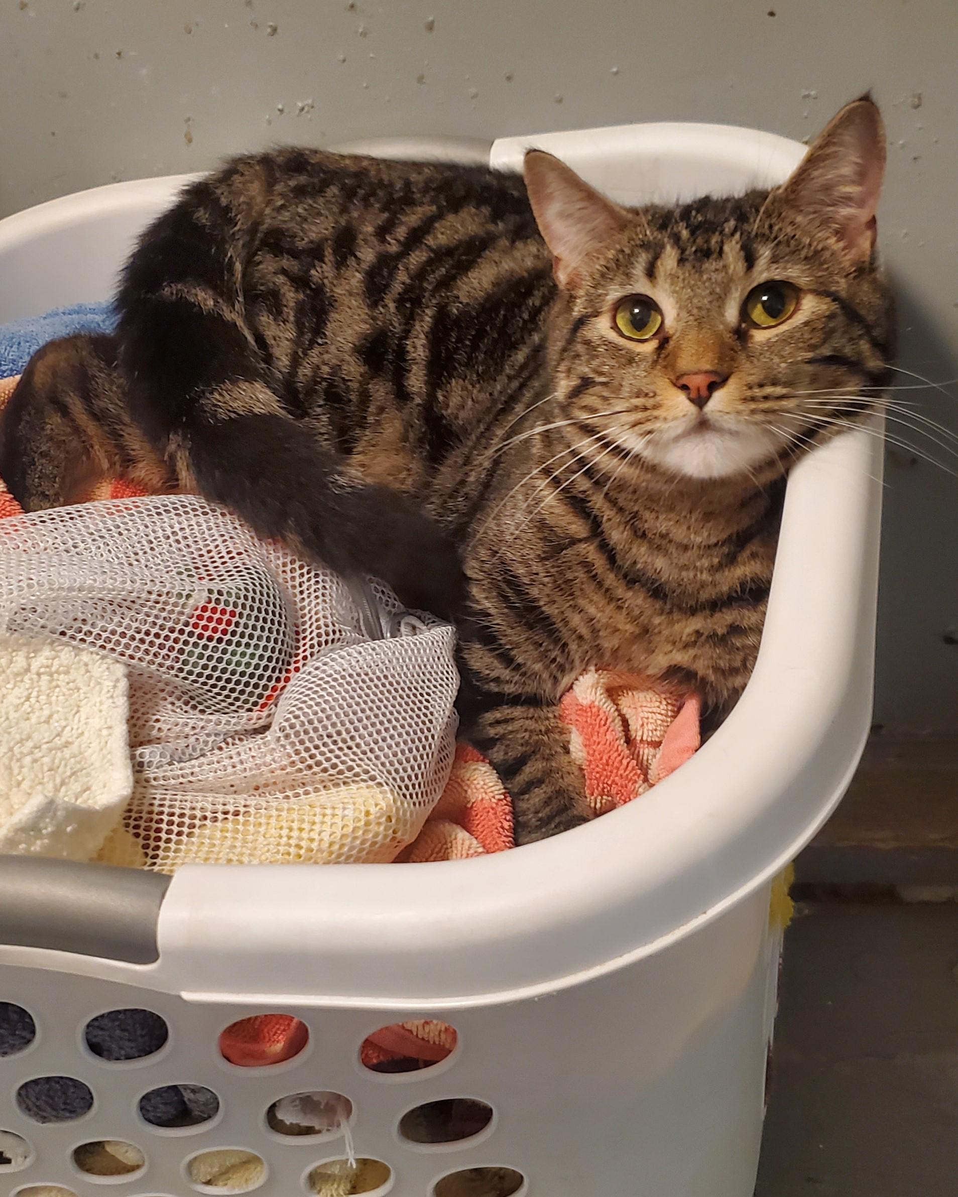 Jay, a Adoptable Domestic Short Hair in New Haven, CT image 2/4