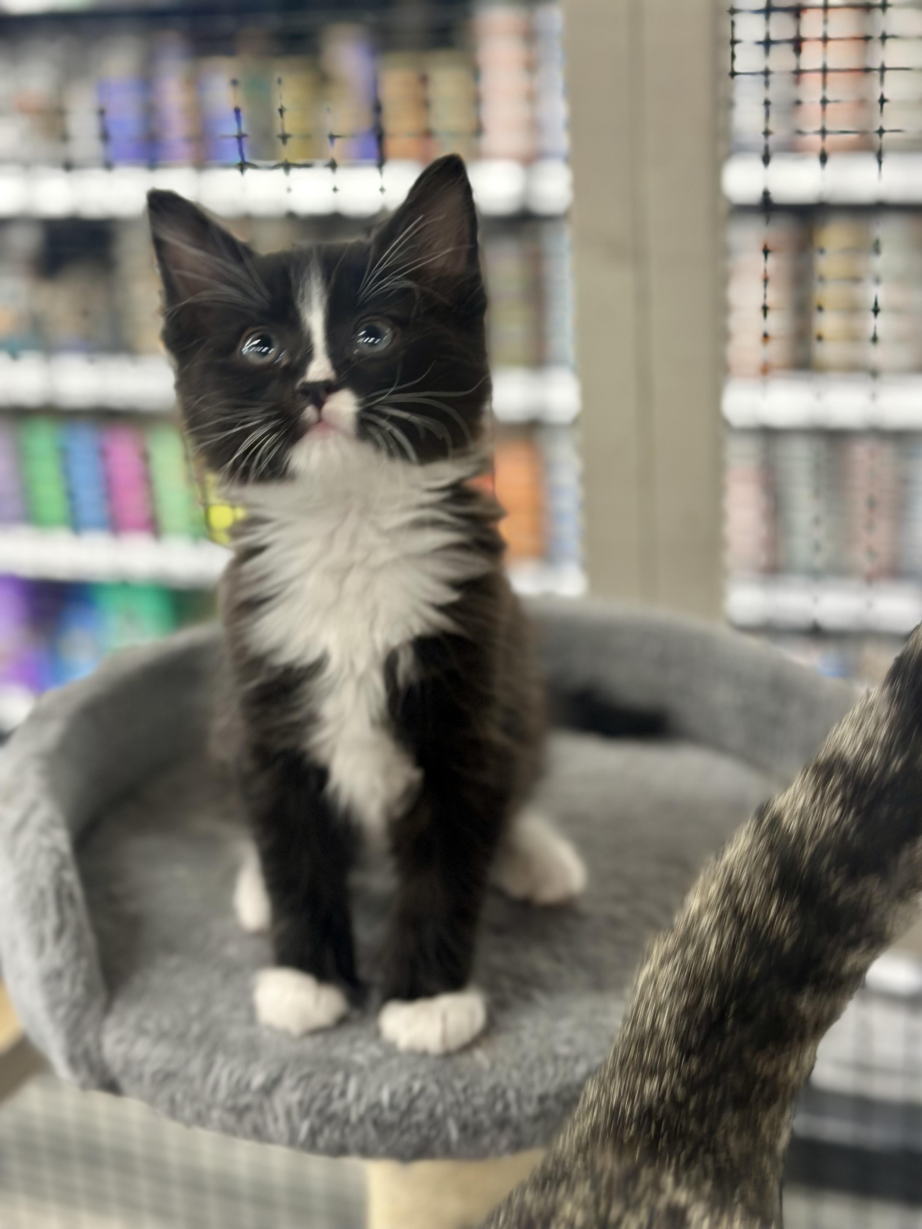 Penguin, an adoptable Domestic Medium Hair in Calgary, AB, T3S 0C5 | Photo Image 1
