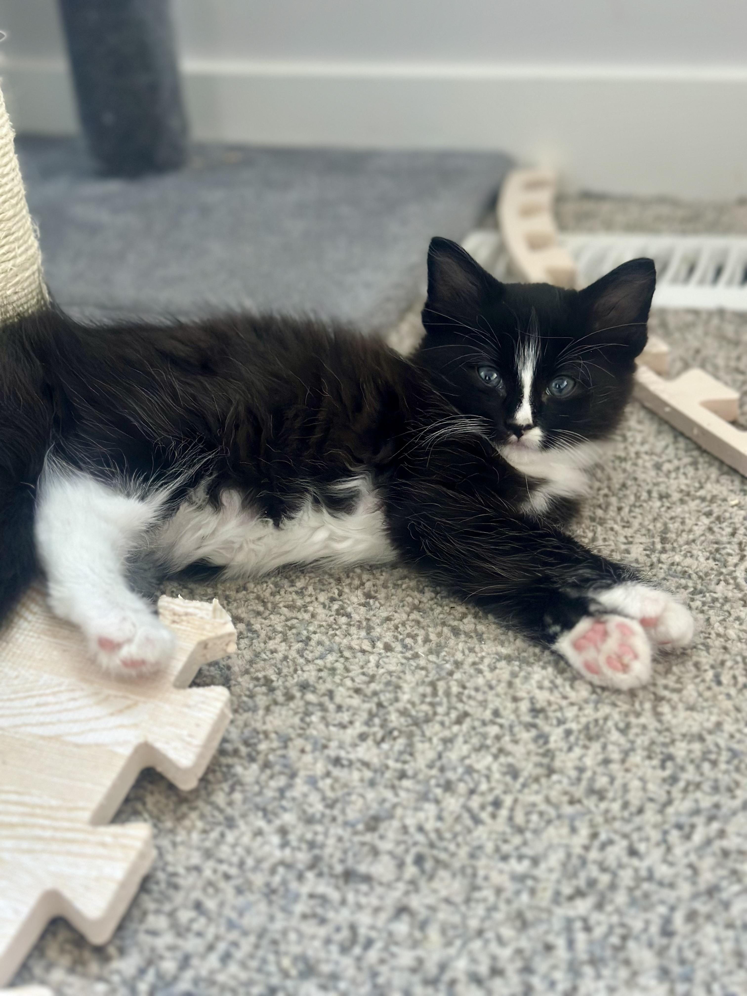 Penguin, an adoptable Domestic Medium Hair in Calgary, AB, T3S 0C5 | Photo Image 4