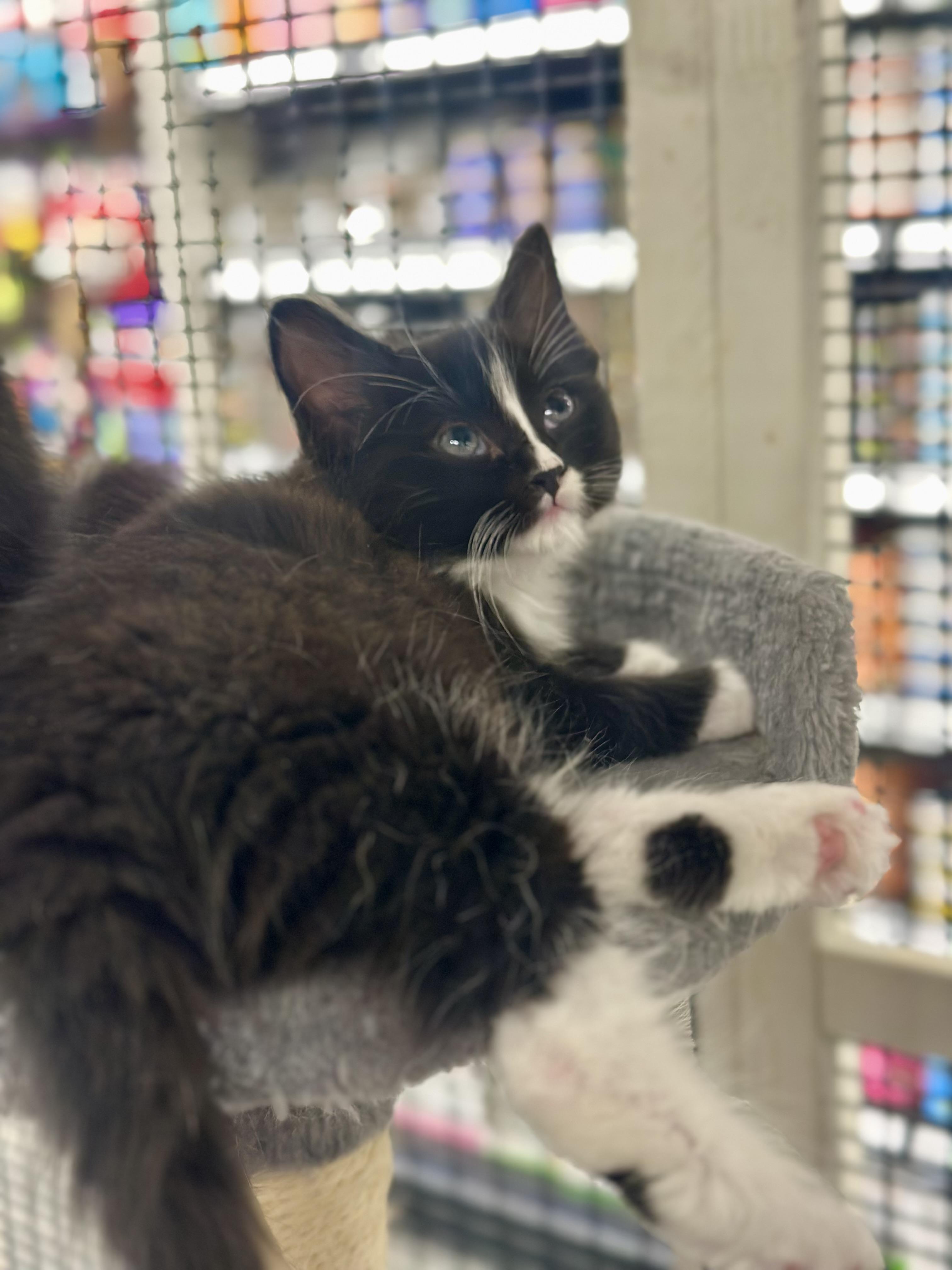 Penguin, an adoptable Domestic Medium Hair in Calgary, AB, T3S 0C5 | Photo Image 2