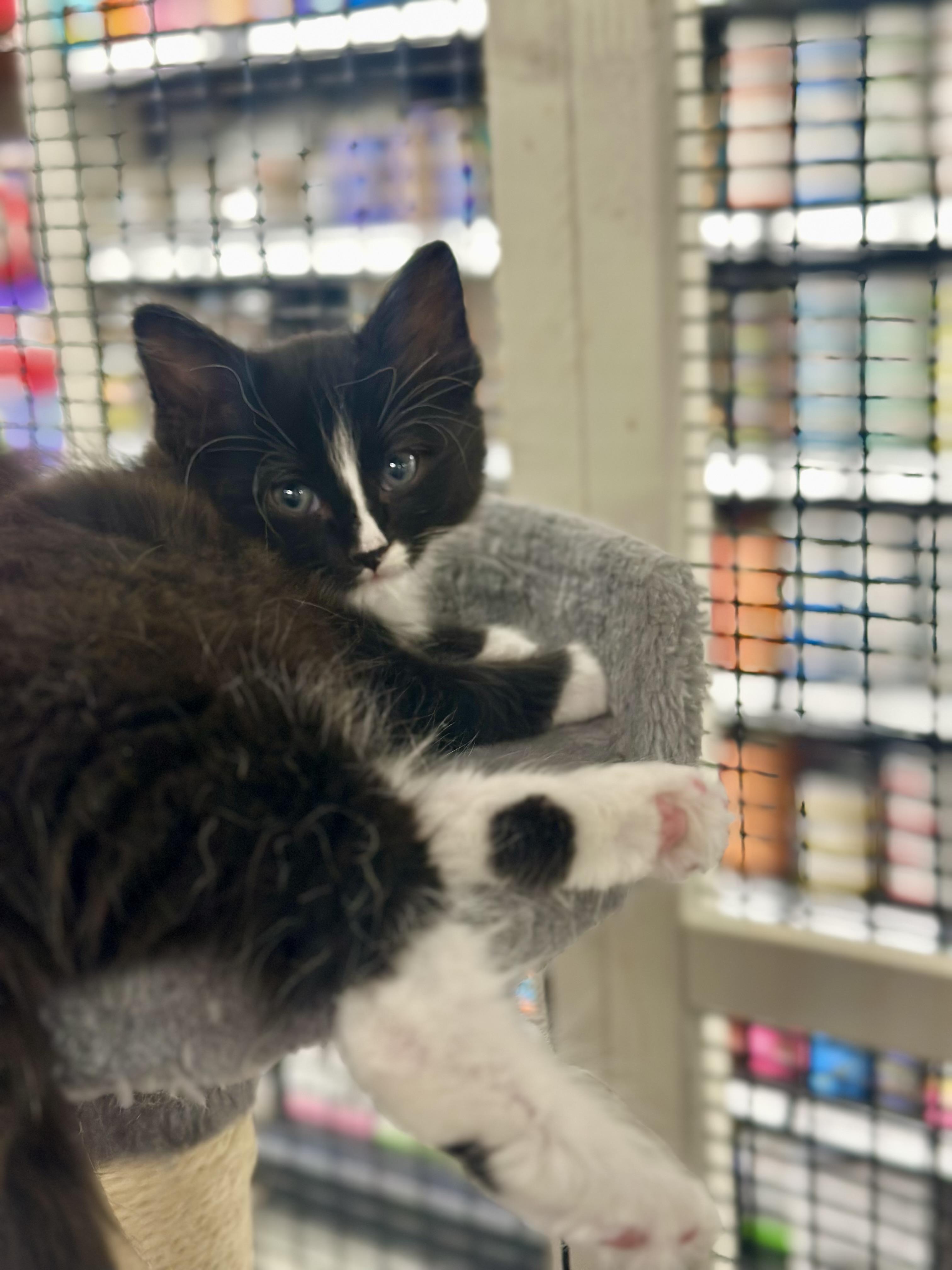 Penguin, an adoptable Domestic Medium Hair in Calgary, AB, T3S 0C5 | Photo Image 3