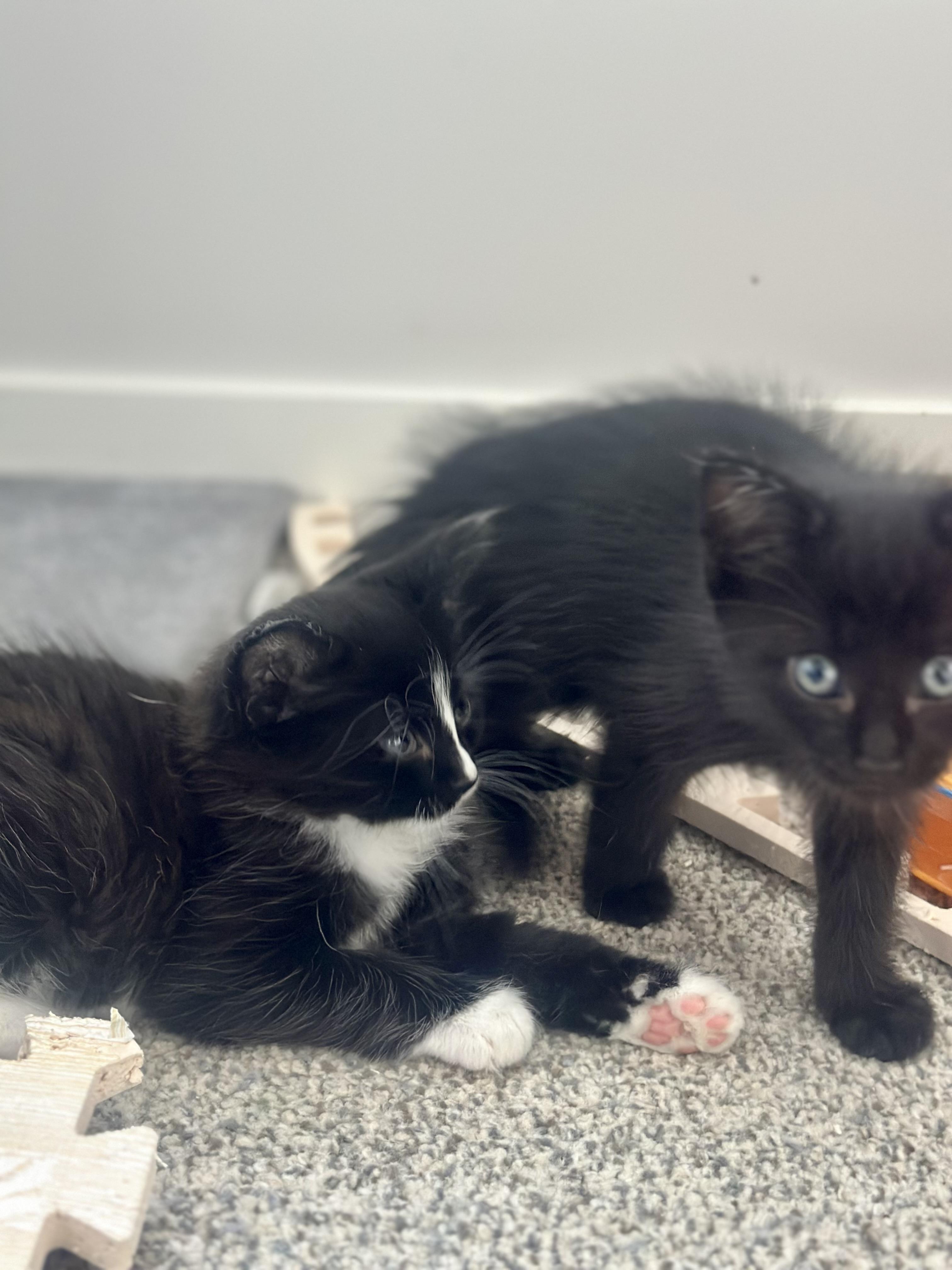 Penguin, an adoptable Domestic Medium Hair in Calgary, AB, T3S 0C5 | Photo Image 5