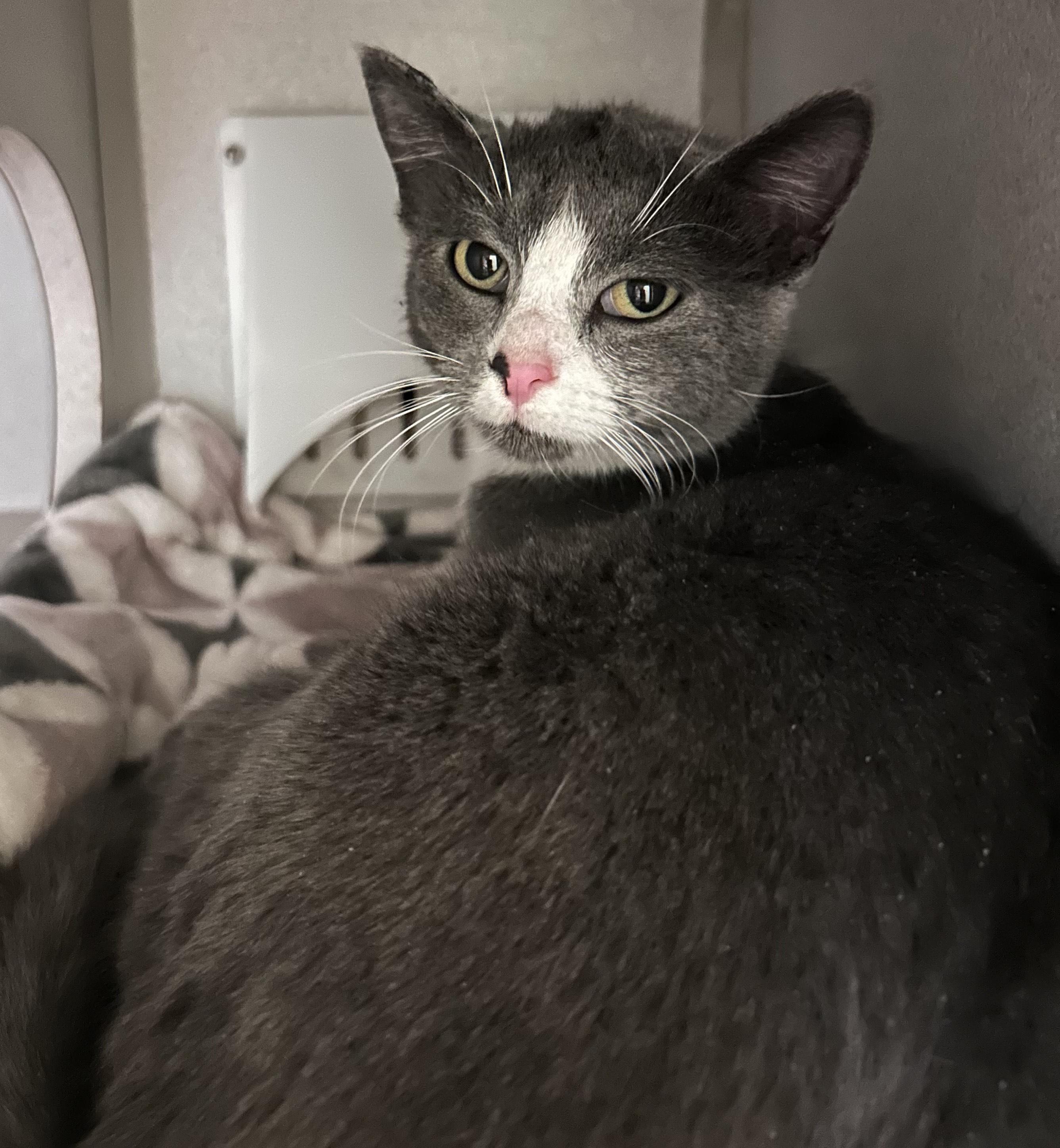 Butter, ADOPTABLE, Young Female Domestic Short Hair.