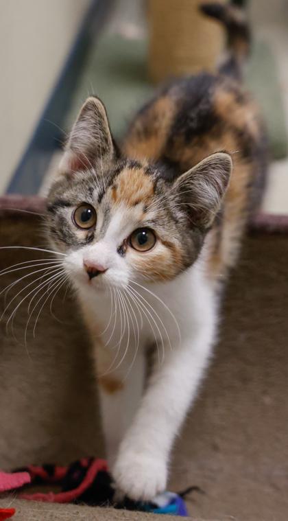 Vickie, Adoptable, Kitten Female Domestic Short Hair & Domestic Short Hair.