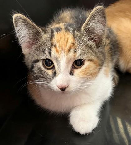 Vickie, Adoptable, Kitten Female Domestic Short Hair & Domestic Short Hair.