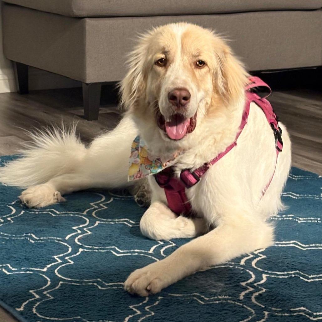 Enlarge Sarge OS NV PDR, a Adoptable mixed breed in Las Vegas, NV image 1/3