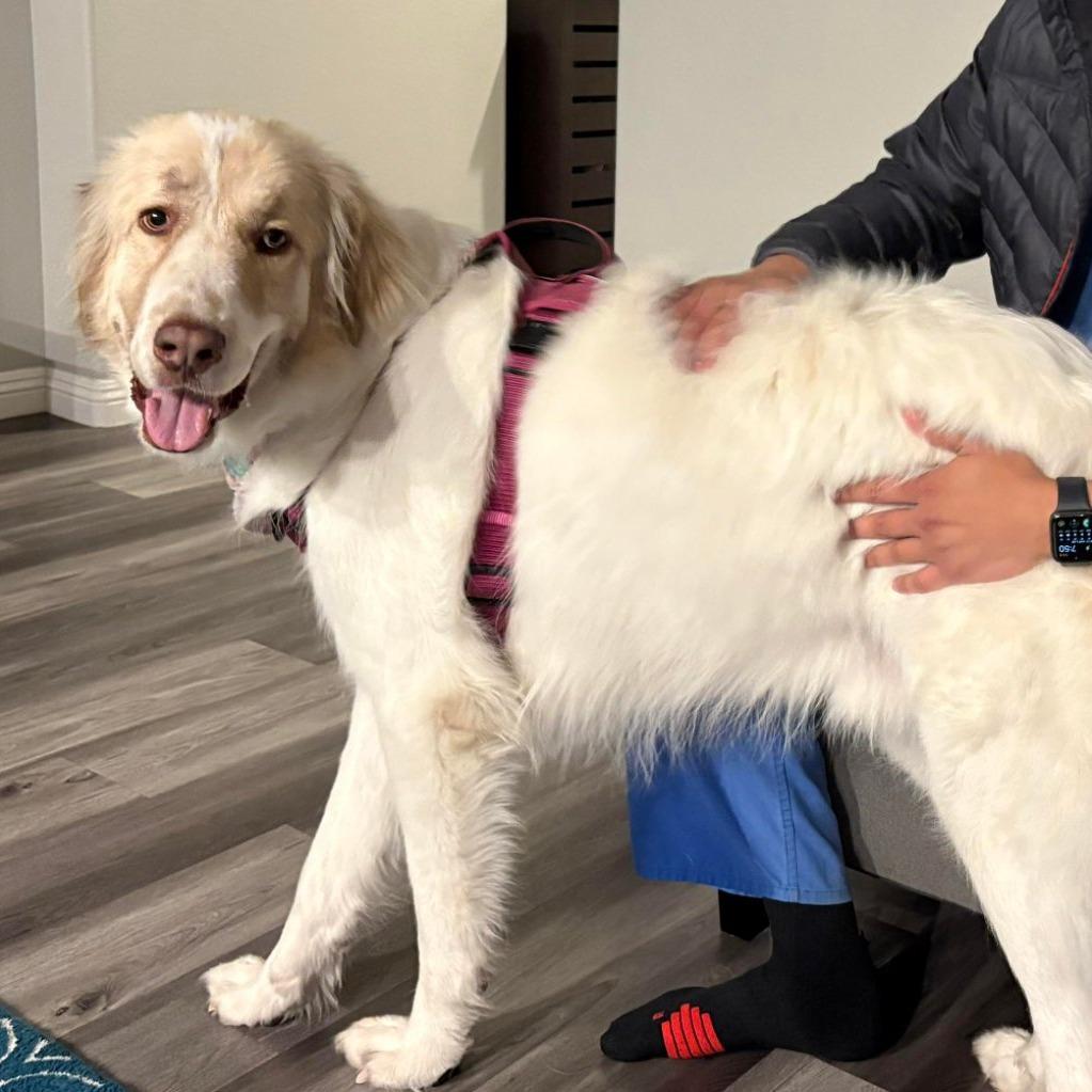 Enlarge Sarge OS NV PDR, a Adoptable mixed breed in Las Vegas, NV image 3/3