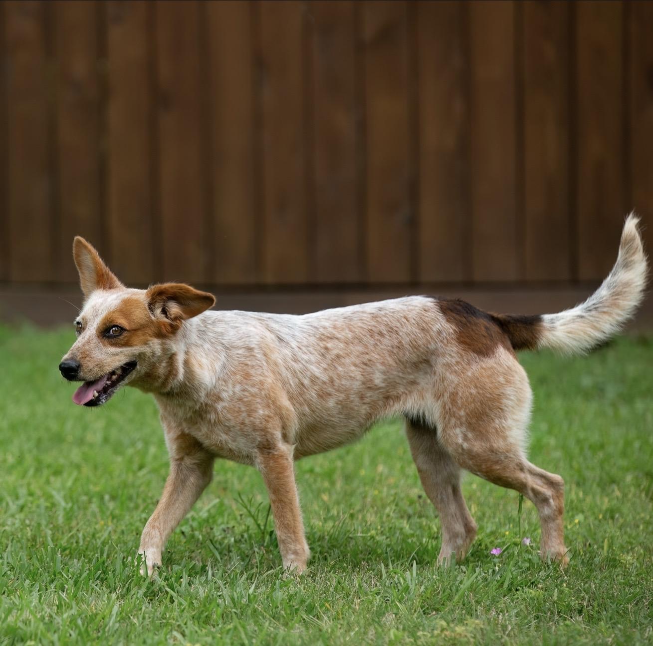 Enlarge Aggie, a Adopted mixed breed in North Vancouver, BC image 3/6