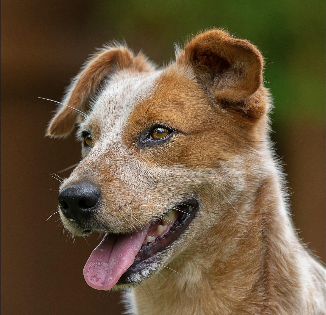 Enlarge Aggie, a Adopted mixed breed in North Vancouver, BC image 2/6