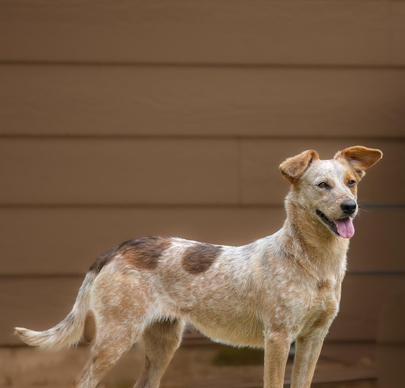 Enlarge Aggie, a Adopted mixed breed in North Vancouver, BC image 6/6