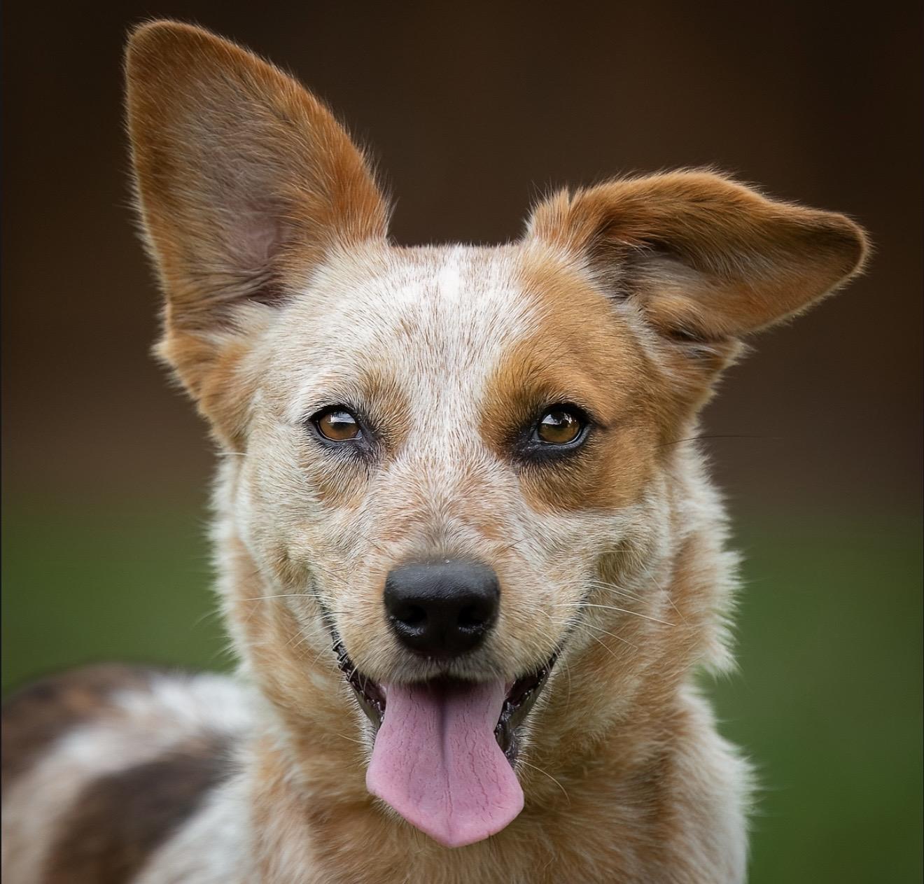 Aggie, Adopted, Adult Female Australian Cattle Dog / Blue Heeler.