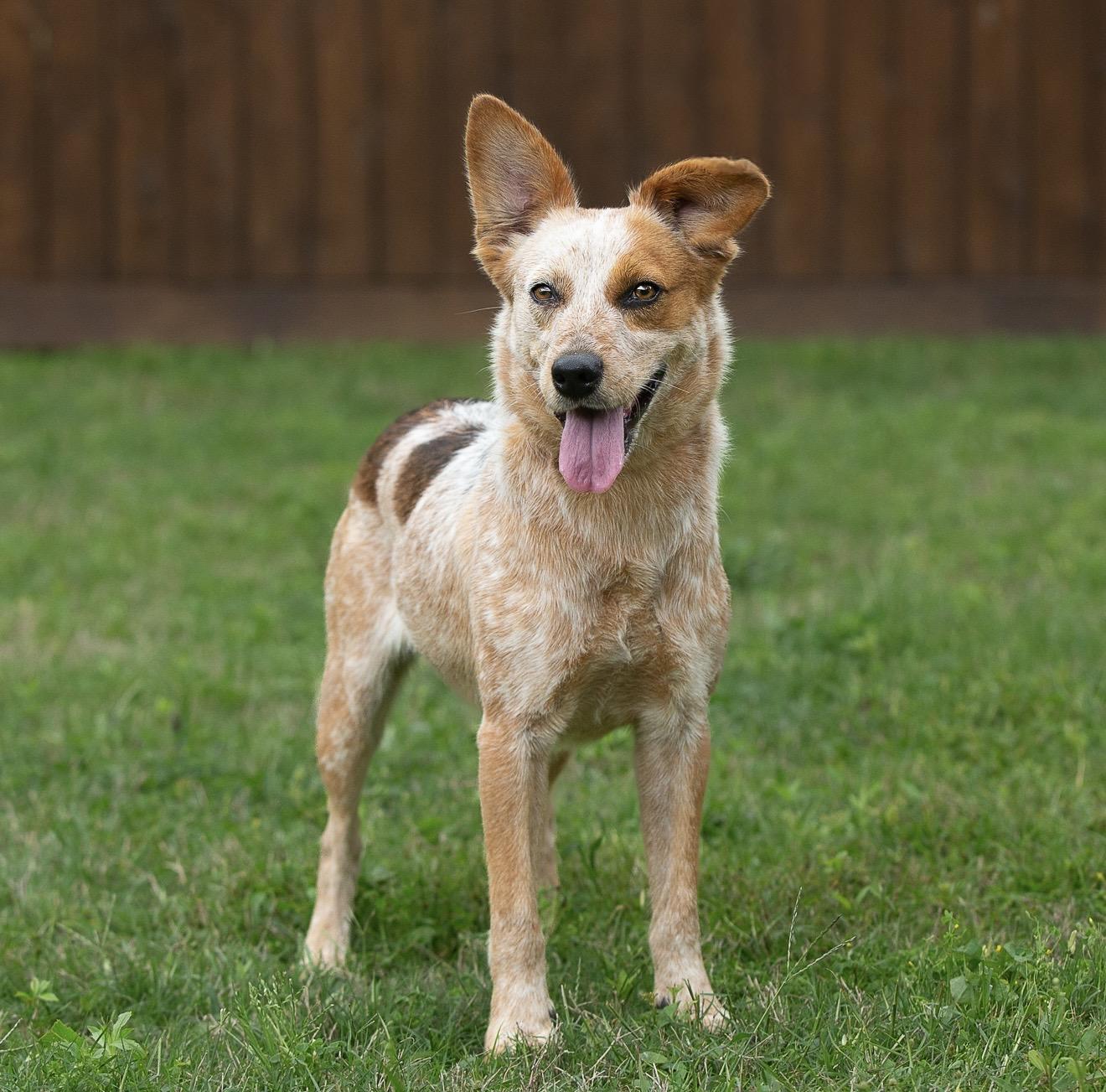Enlarge Aggie, a Adopted mixed breed in North Vancouver, BC image 5/6