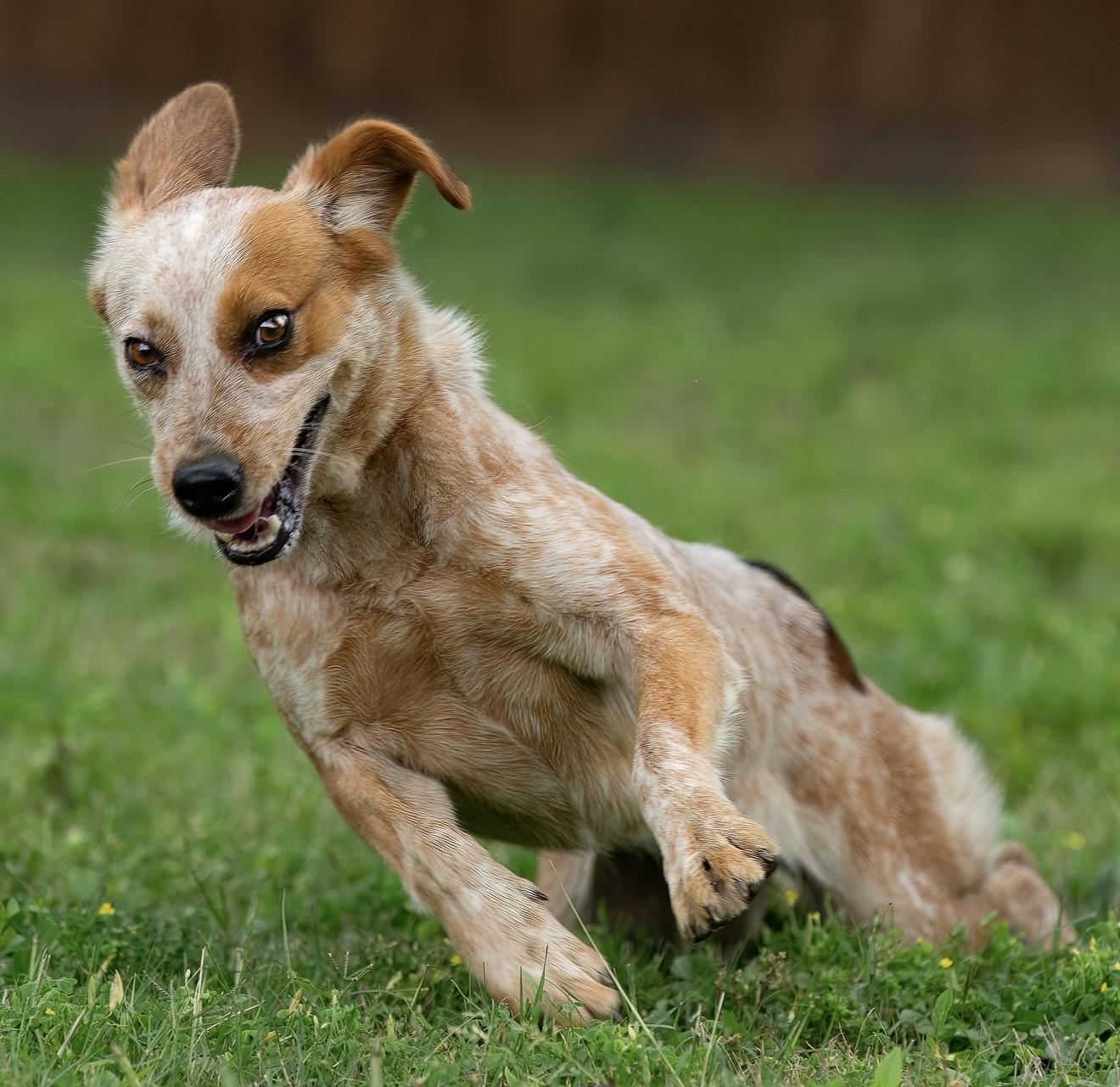 Enlarge Aggie, a Adopted mixed breed in North Vancouver, BC image 4/6