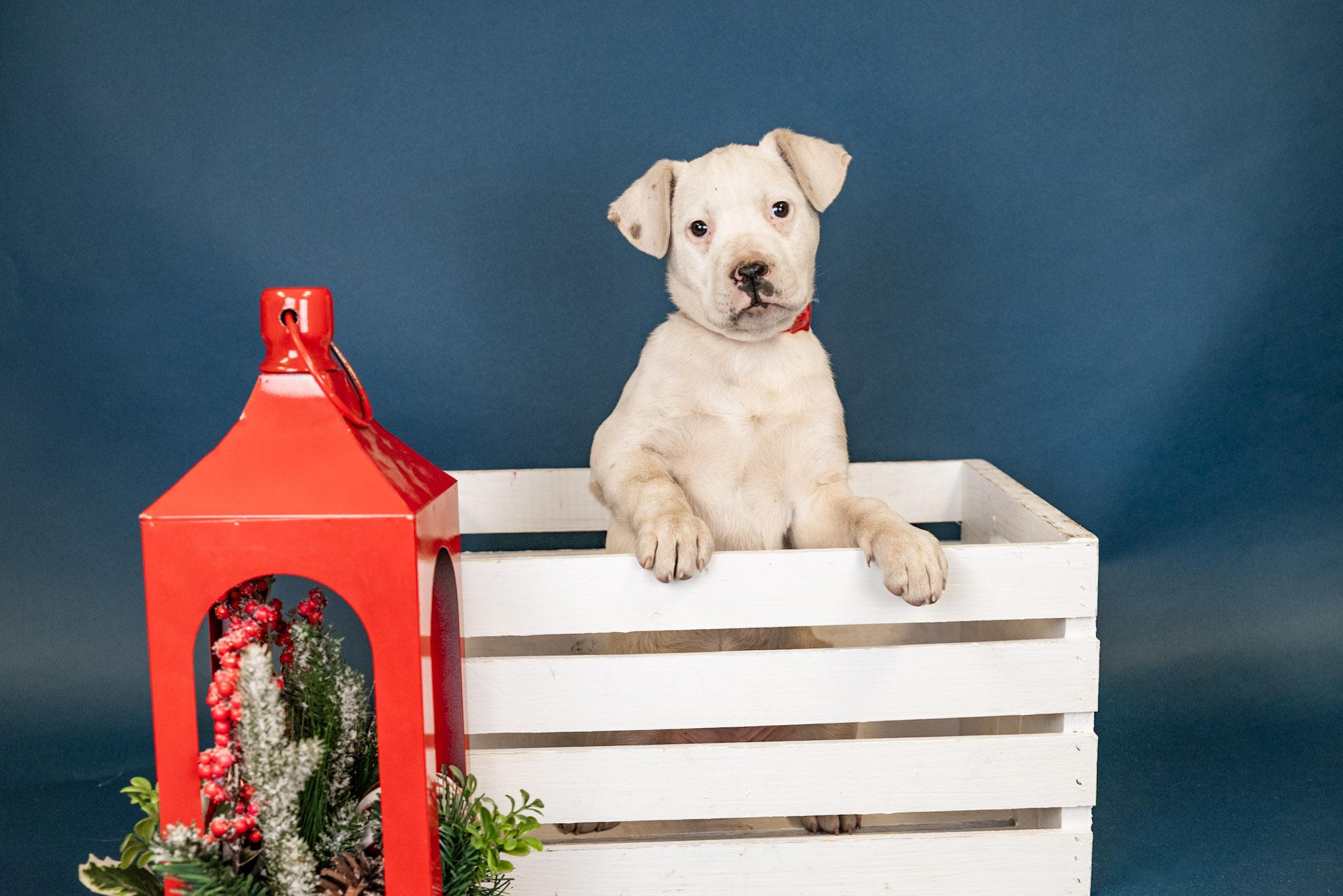 1105-25, ADOPTABLE, Young Female Pit Bull Terrier.