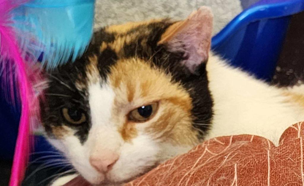 Enlarge KIMMIE, a Adoptable mixed breed in Muskegon, MI image 1/6