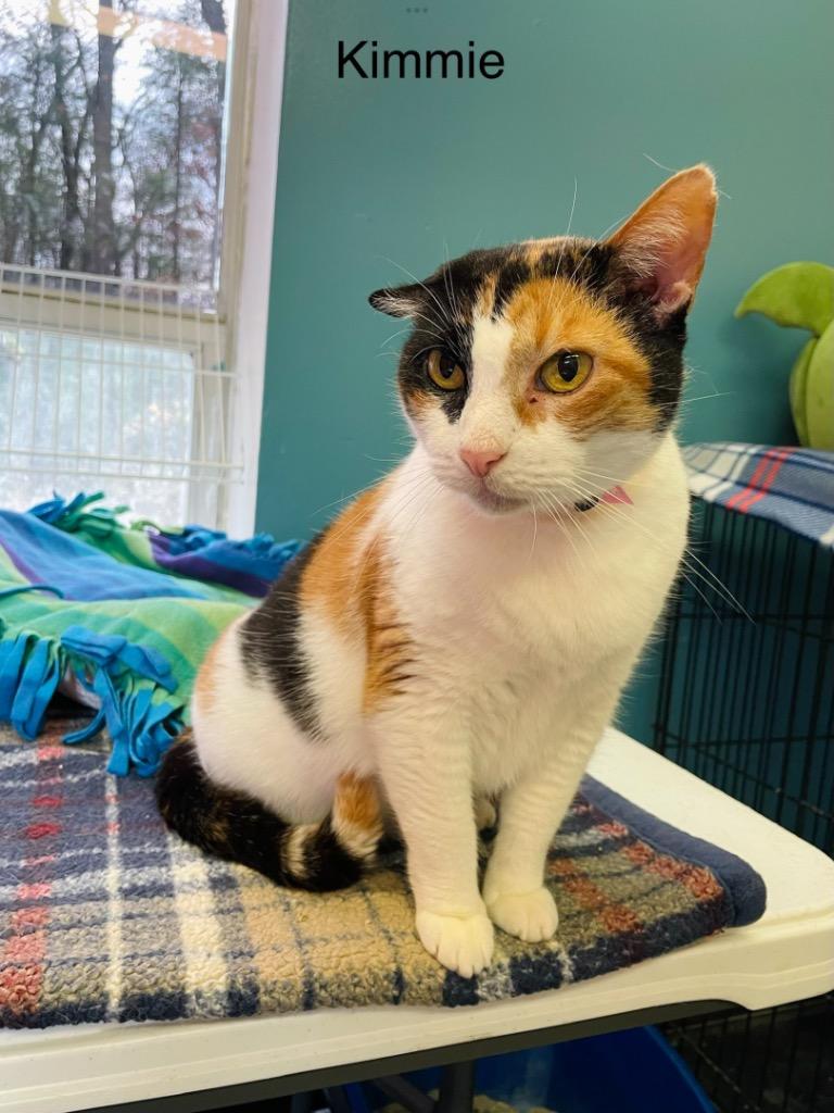 Enlarge KIMMIE, a Adoptable mixed breed in Muskegon, MI image 2/6