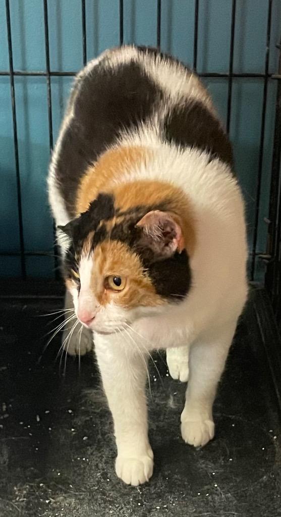 Enlarge KIMMIE, a Adoptable mixed breed in Muskegon, MI image 3/6