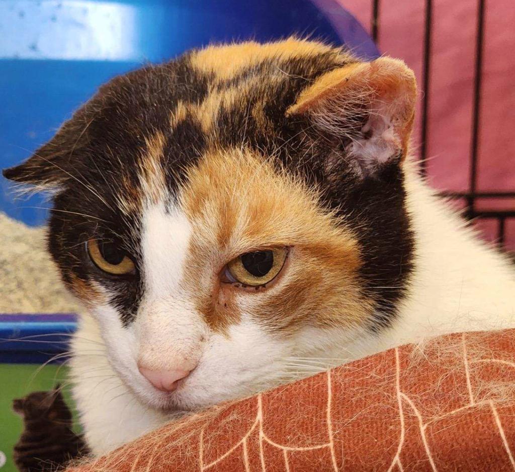 Enlarge KIMMIE, a Adoptable mixed breed in Muskegon, MI image 4/6