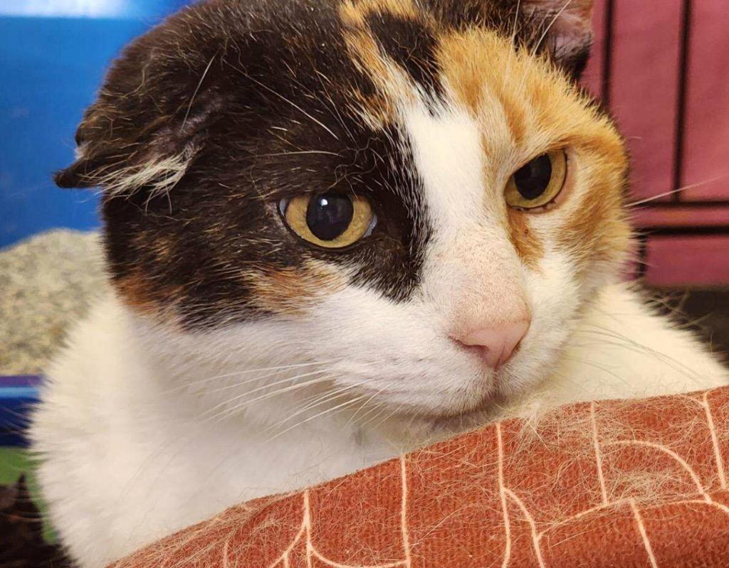 Enlarge KIMMIE, a Adoptable mixed breed in Muskegon, MI image 5/6