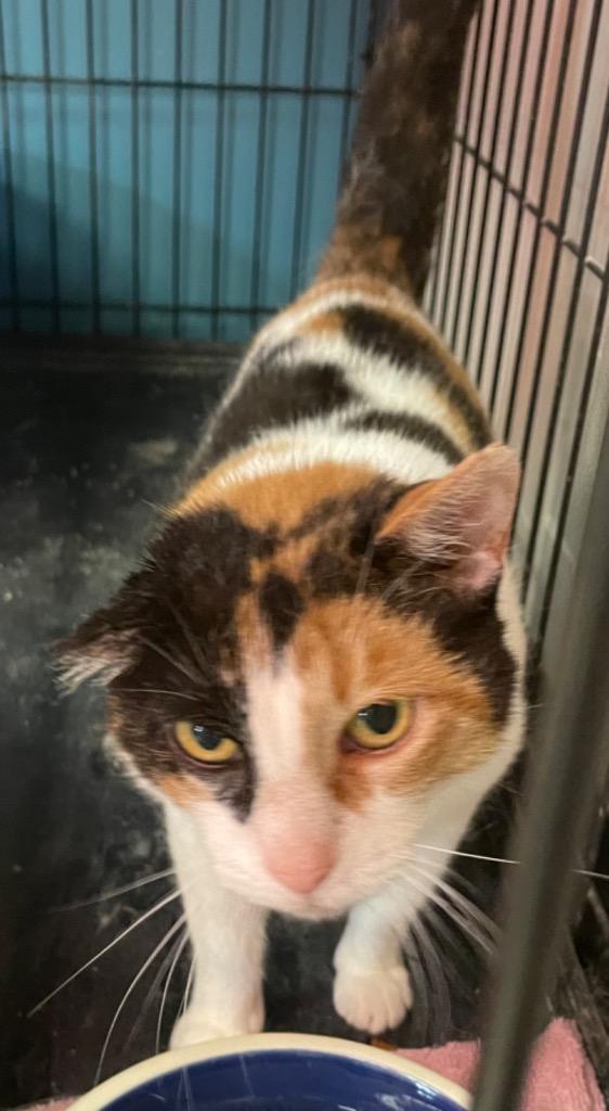 Enlarge KIMMIE, a Adoptable mixed breed in Muskegon, MI image 6/6