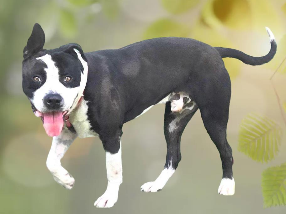 SCAR, Adoptable, Adult Male Pit Bull Terrier.