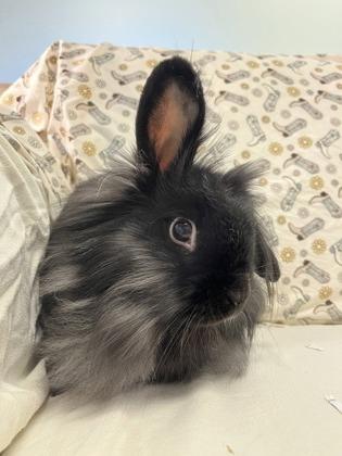 Jessica, Adoptable, Adult Female Lionhead & Bunny Rabbit.