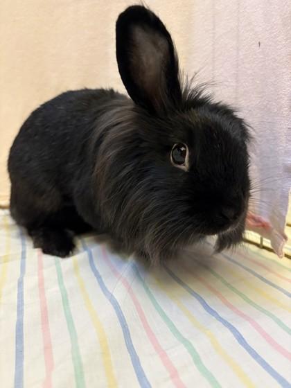 Jessica, Adoptable, Adult Female Lionhead & Bunny Rabbit.