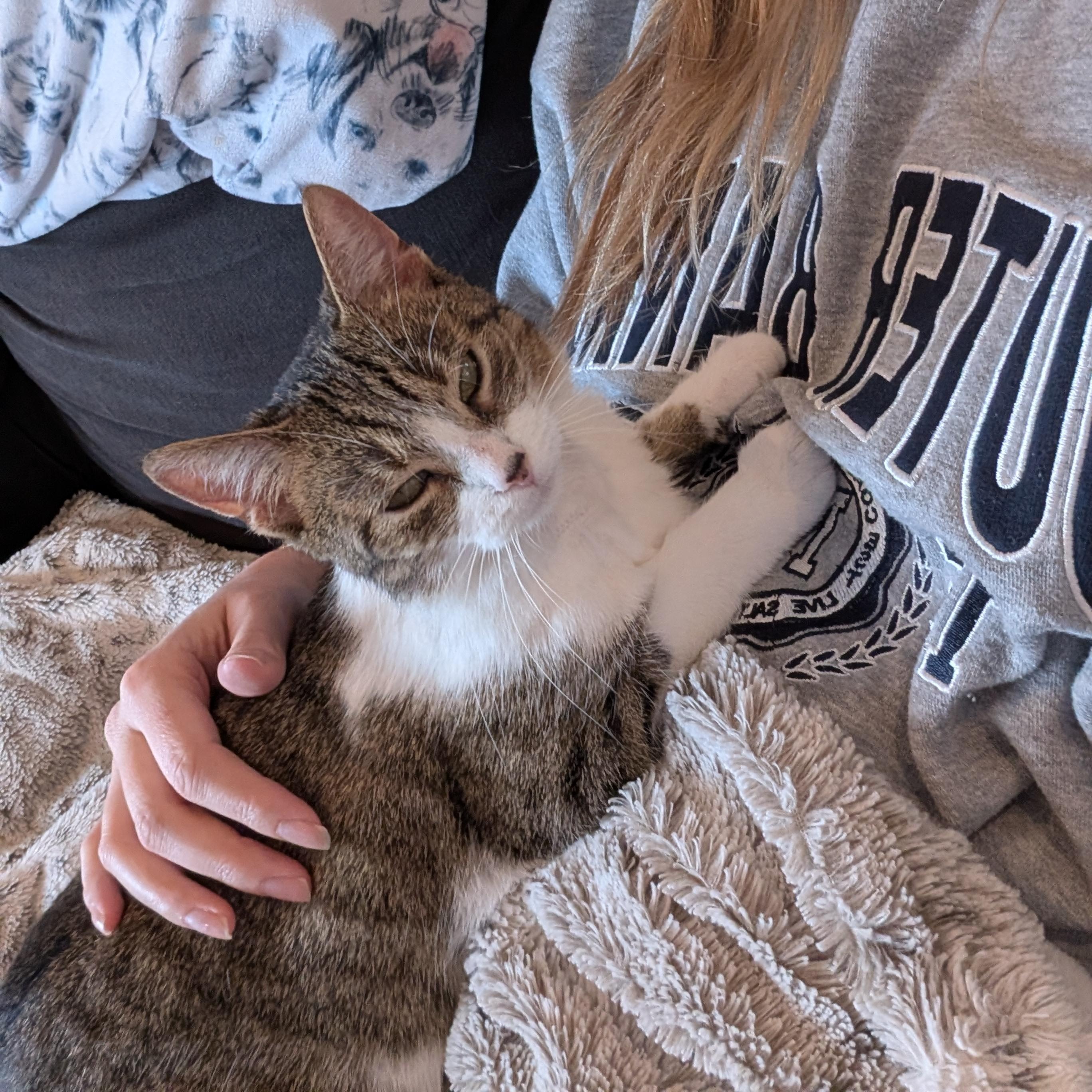 Enlarge Lucille , a ADOPTABLE Domestic Short Hair in Columbus , OH image 3/6