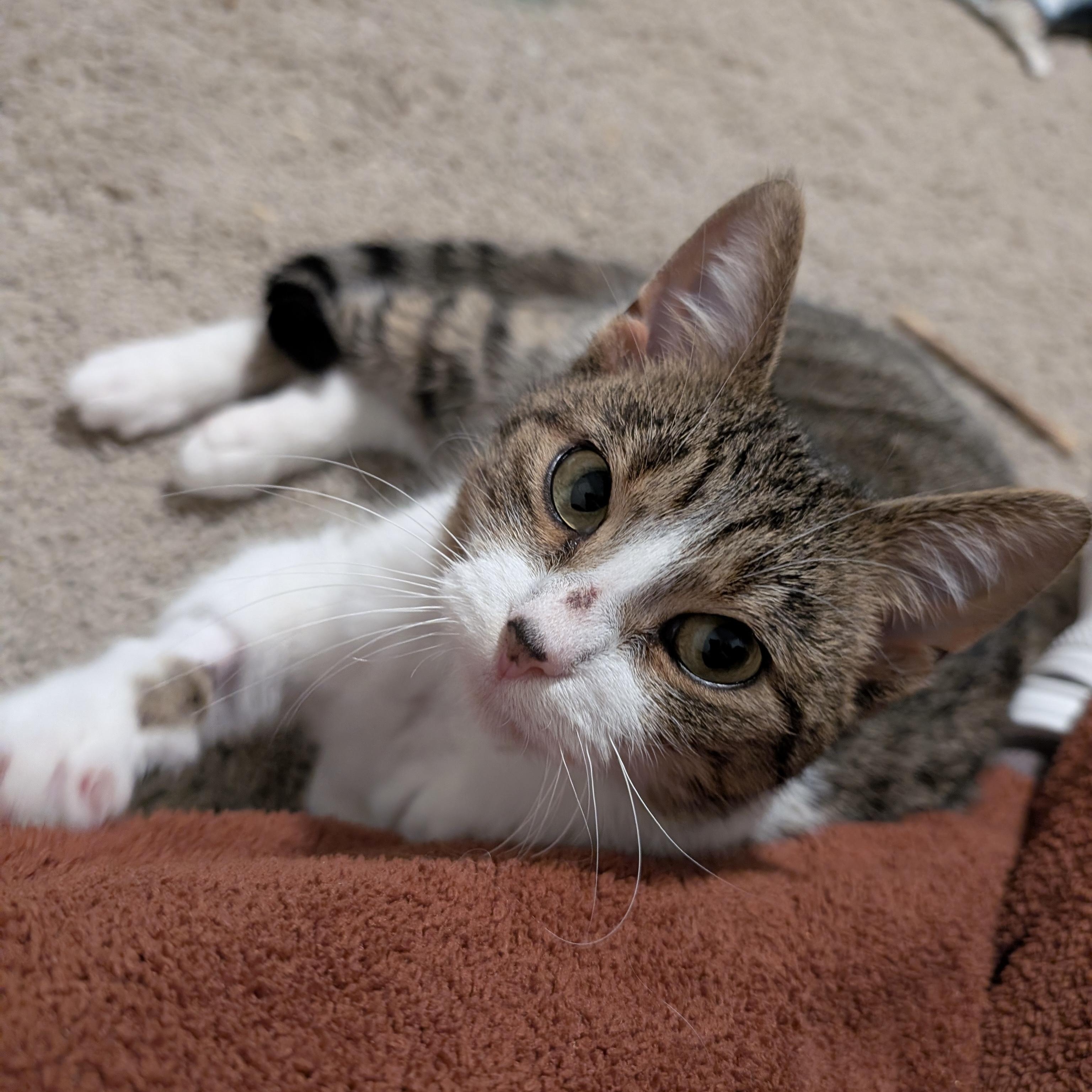 Lucille , ADOPTABLE, Young Female Domestic Short Hair.