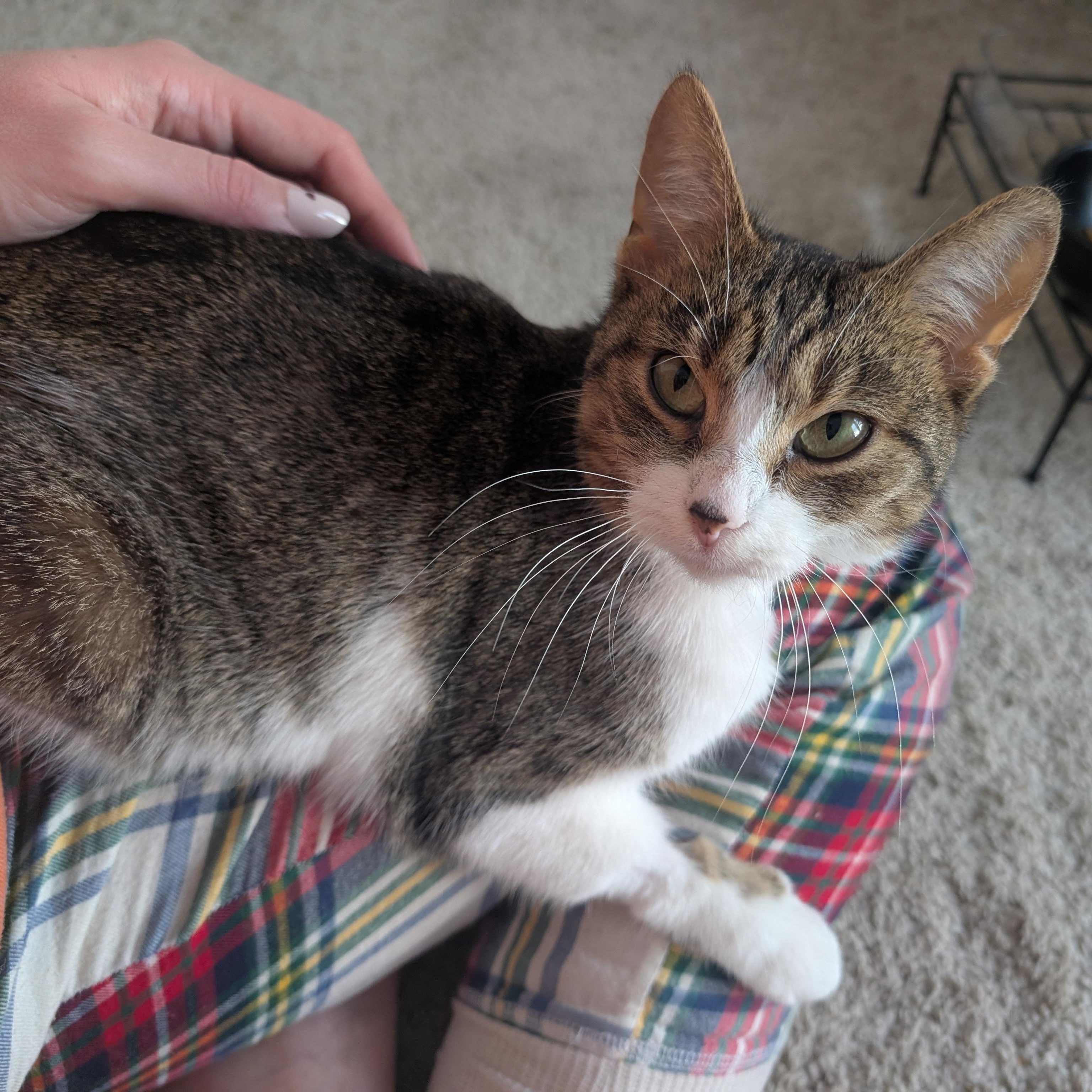 Enlarge Lucille , a ADOPTABLE Domestic Short Hair in Columbus , OH image 4/6