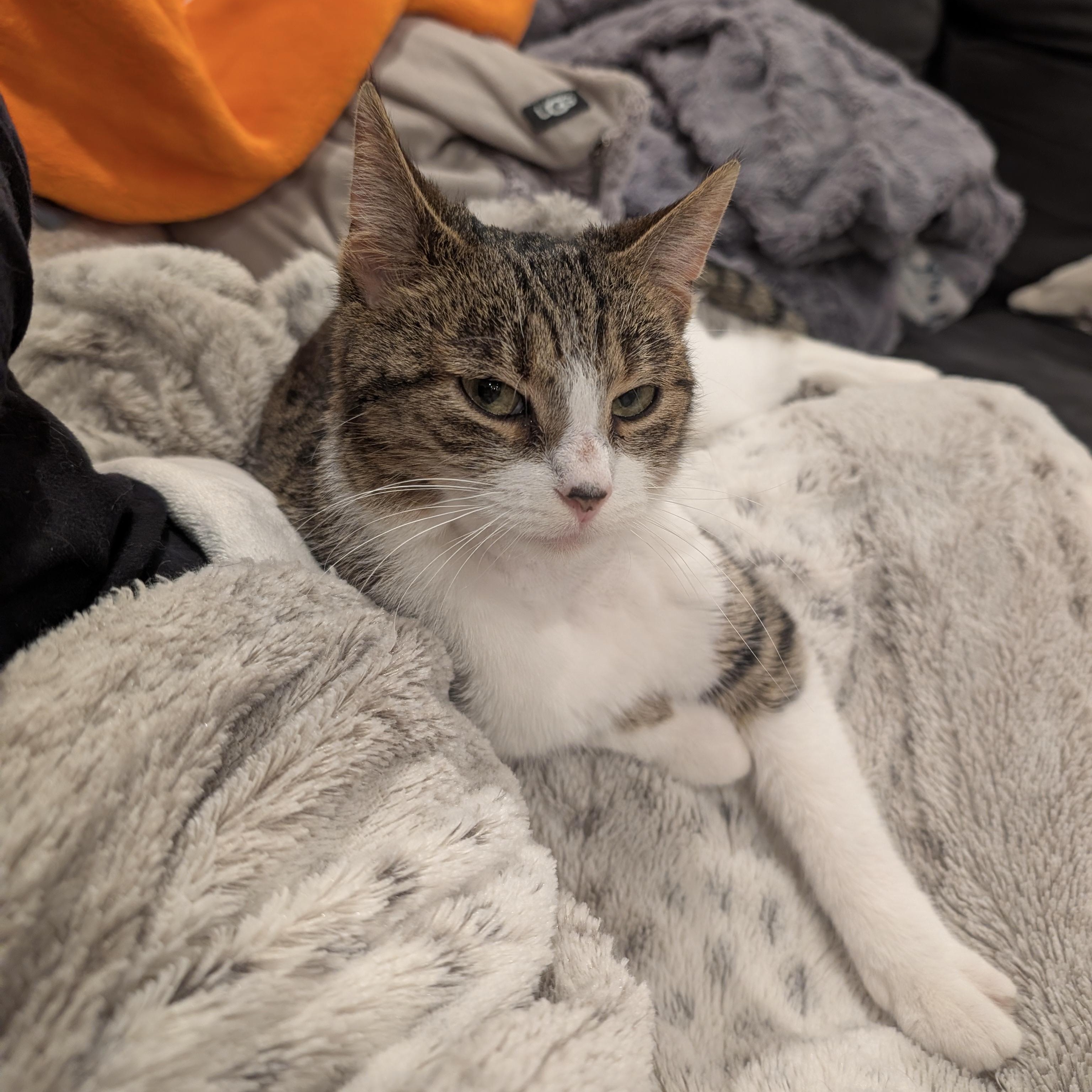 Enlarge Lucille , a ADOPTABLE Domestic Short Hair in Columbus , OH image 2/6