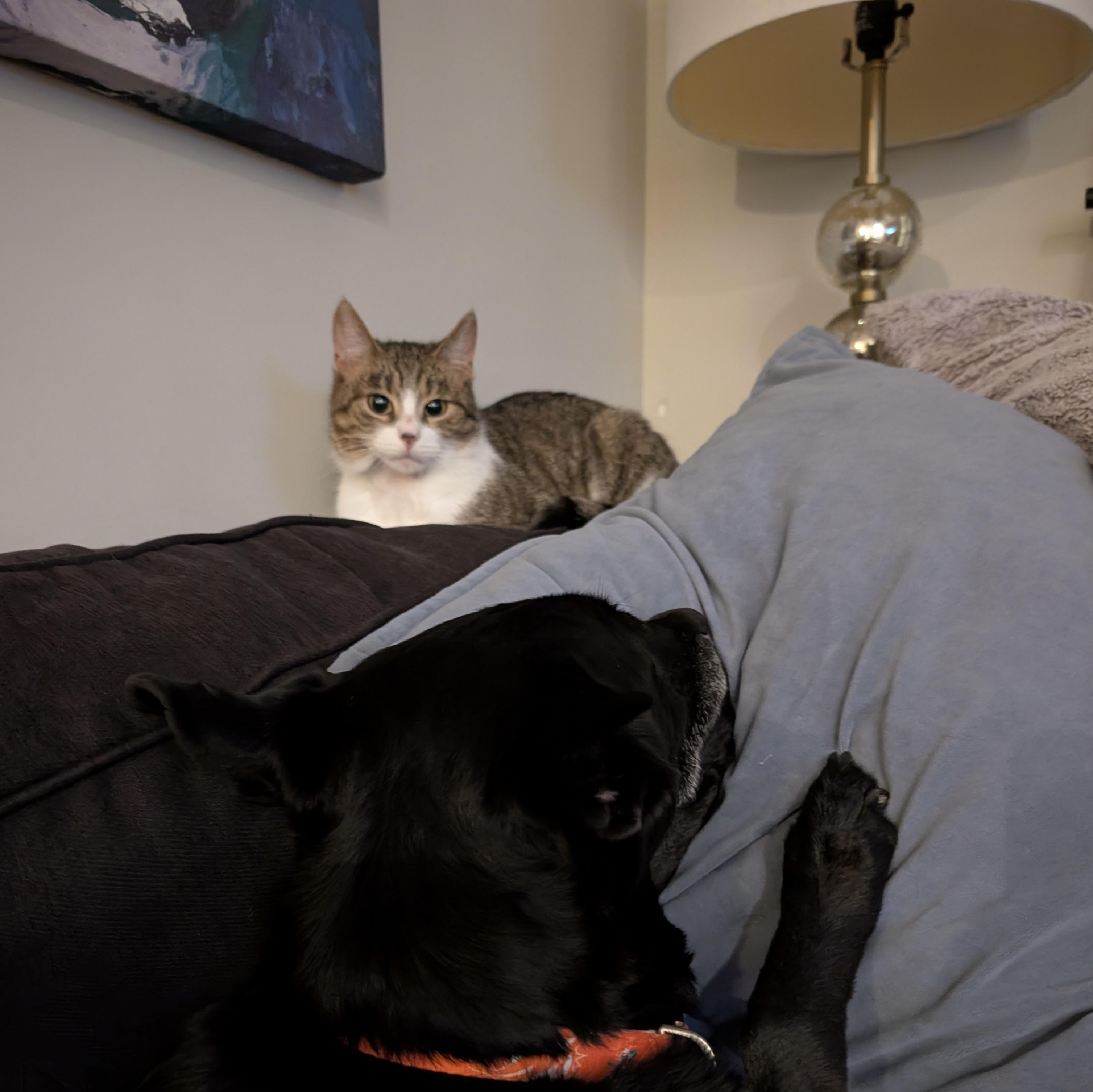 Enlarge Lucille , a ADOPTABLE Domestic Short Hair in Columbus , OH image 6/6