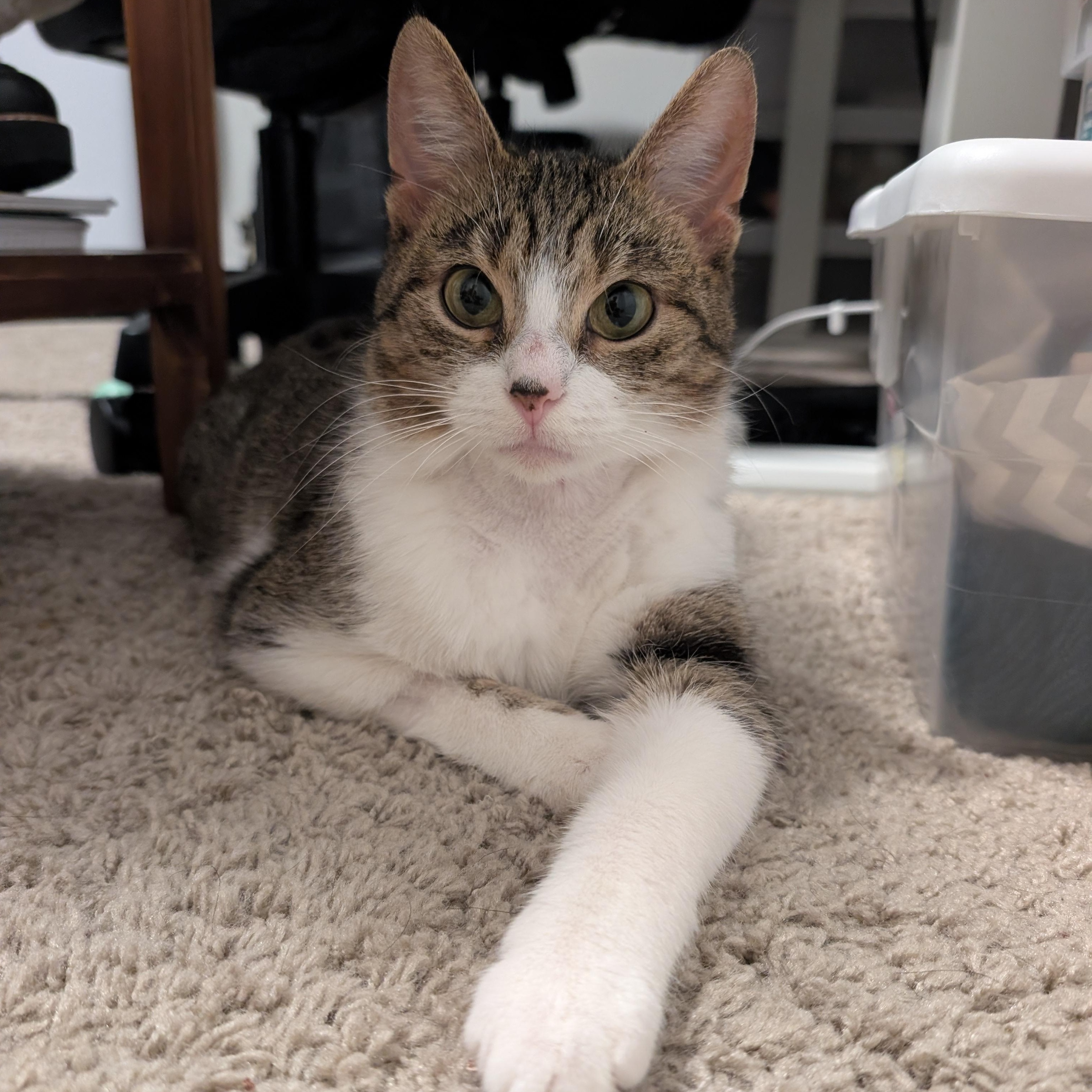 Enlarge Lucille , a ADOPTABLE Domestic Short Hair in Columbus , OH image 5/6